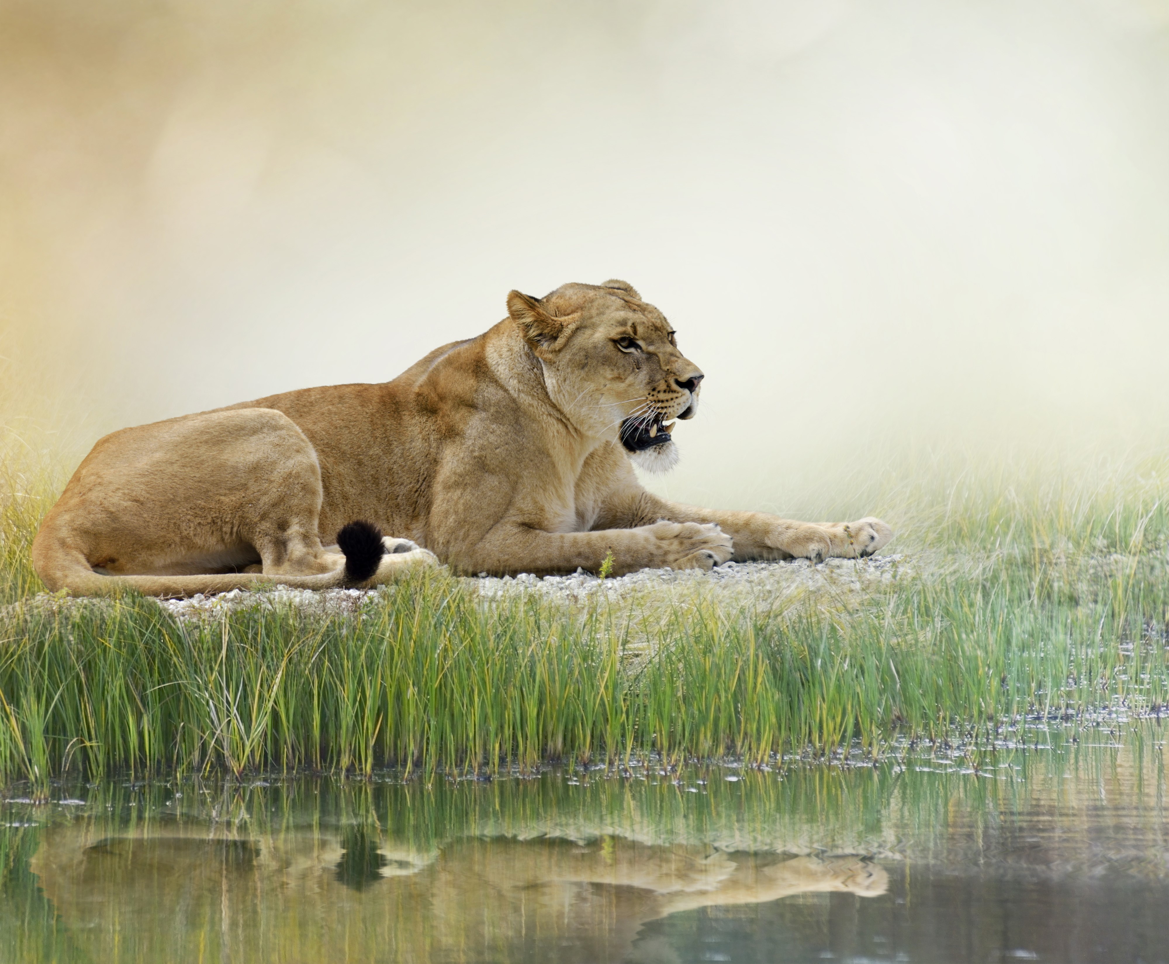 Lioness lying by the water HD Wallpaper