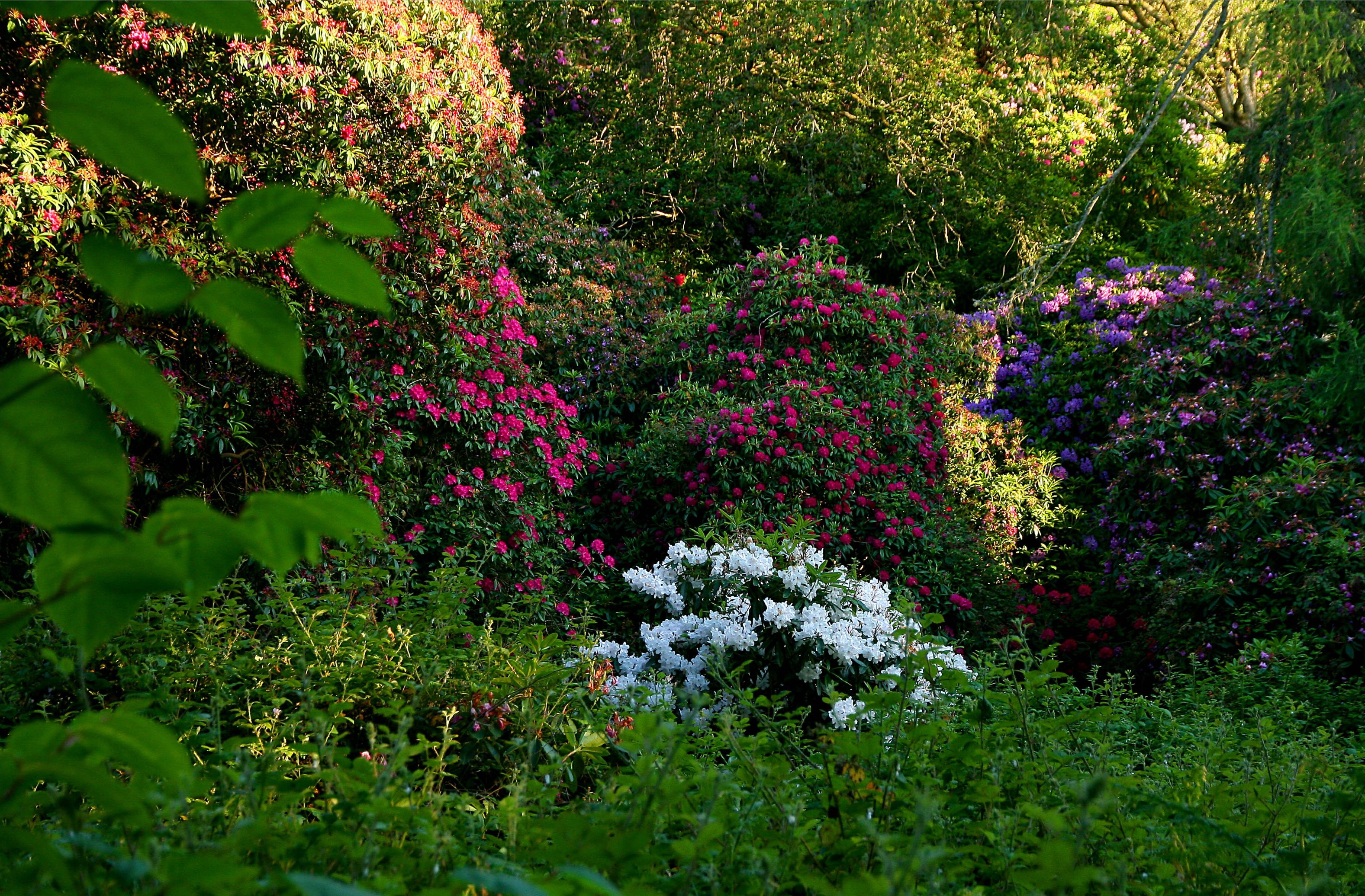 Rhododendrons in bloom at a garden HD Wallpaper