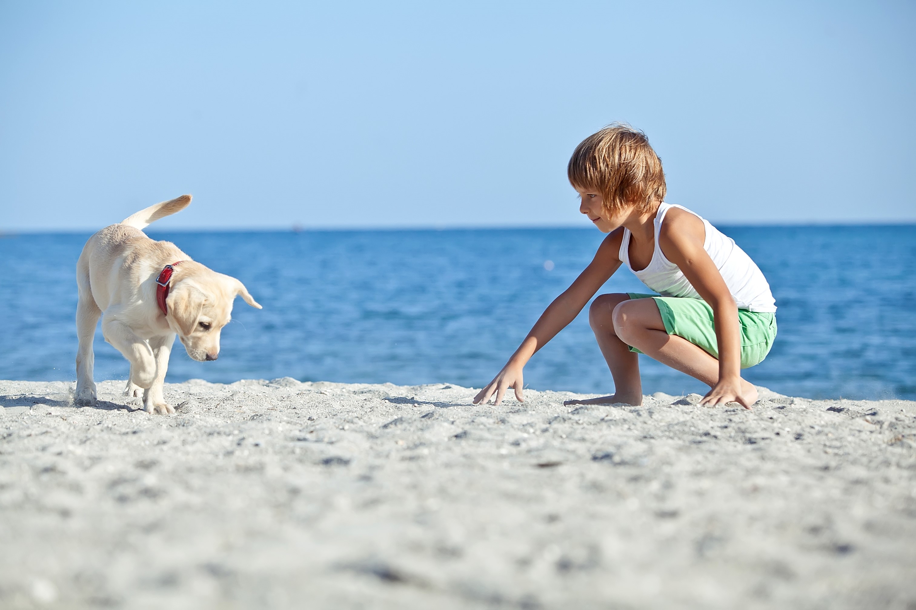 Boy and Labrador Retriever on a Sandy Beach HD Wallpaper