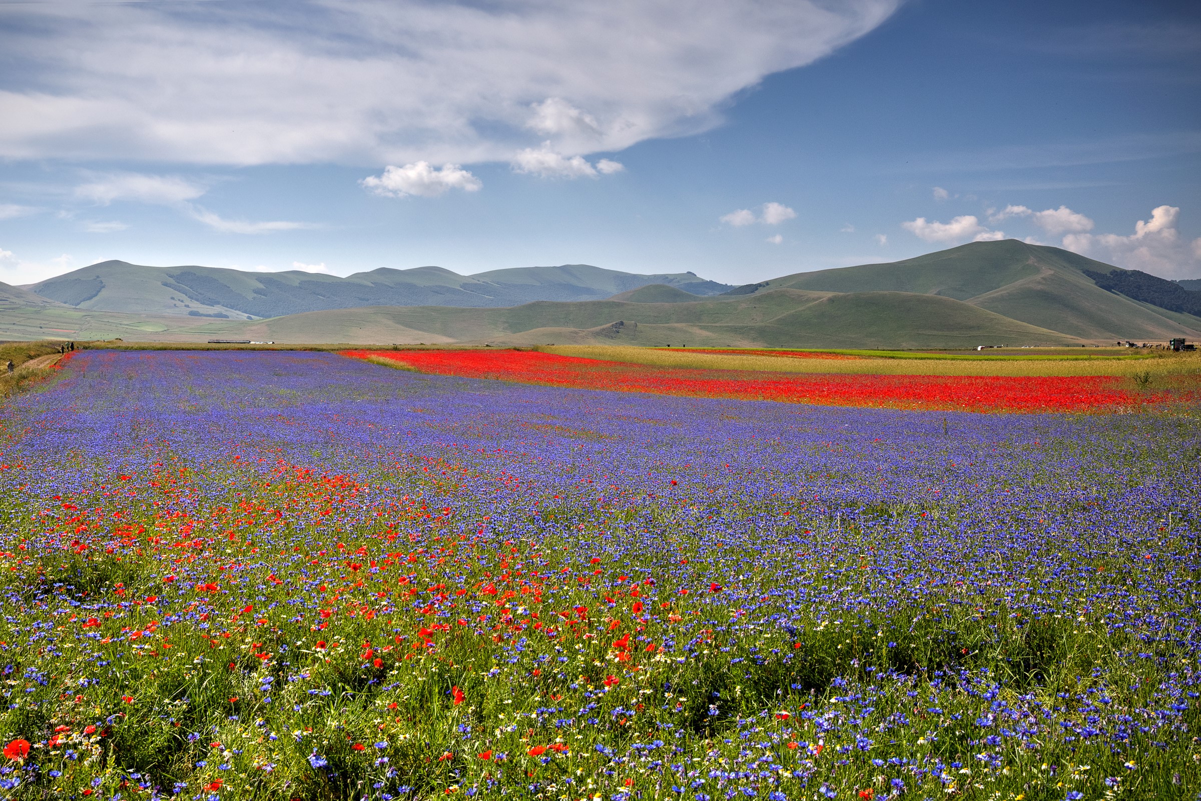 Field of flowers with mountains and sky HD Wallpaper