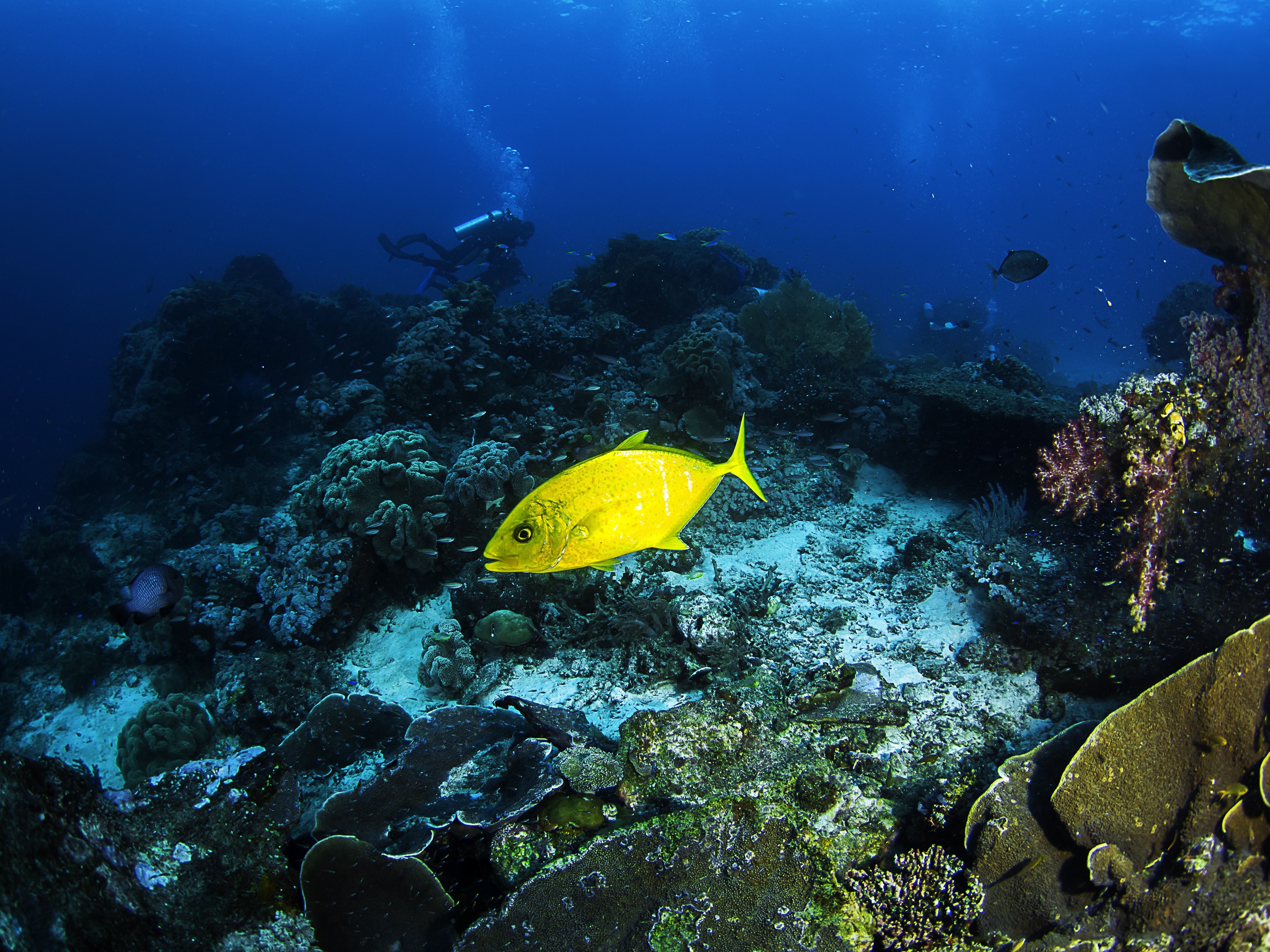 Yellow fish near coral reef with diver HD Wallpaper