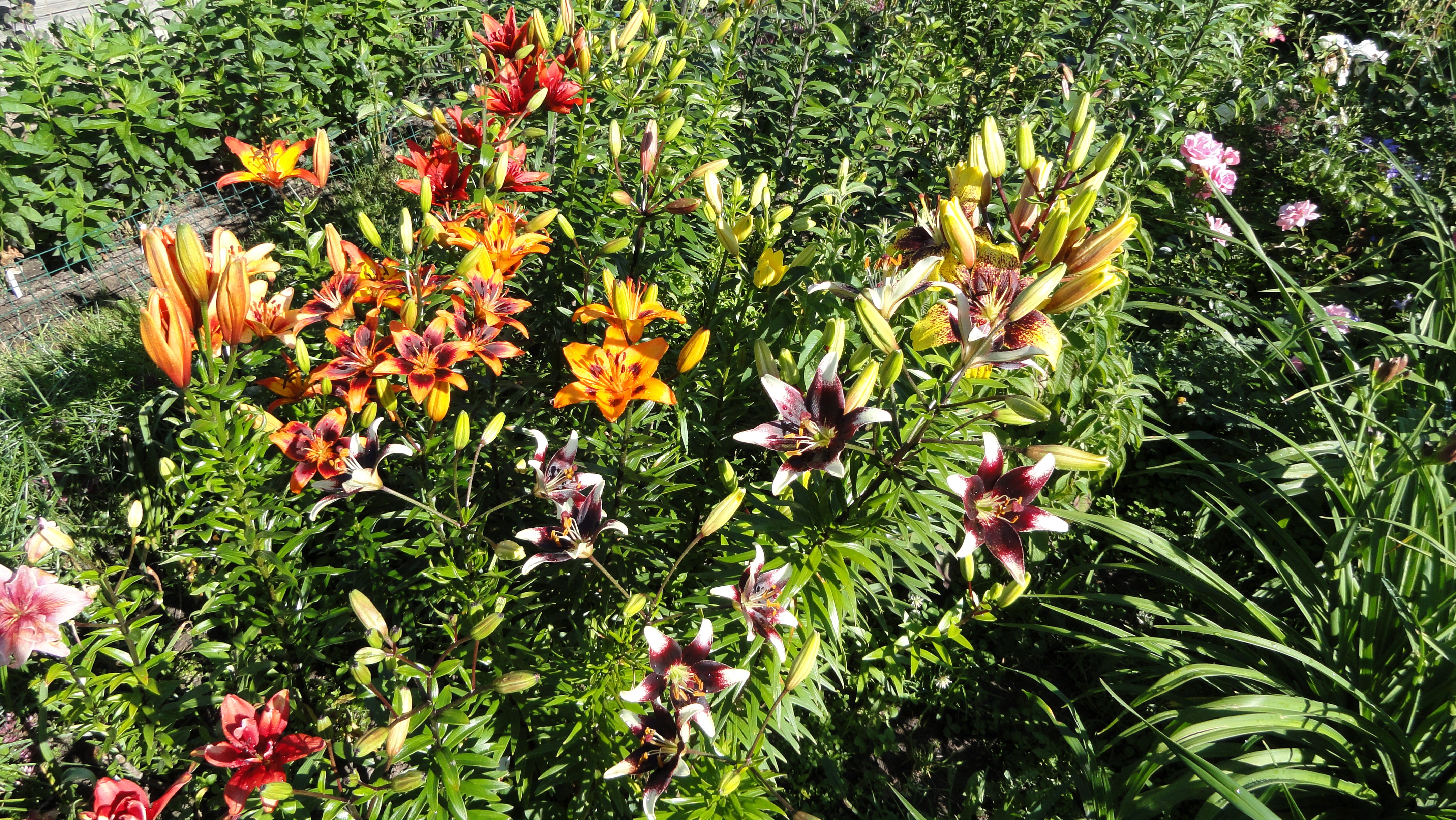 4K Lilies and Flower Buds HD Wallpaper