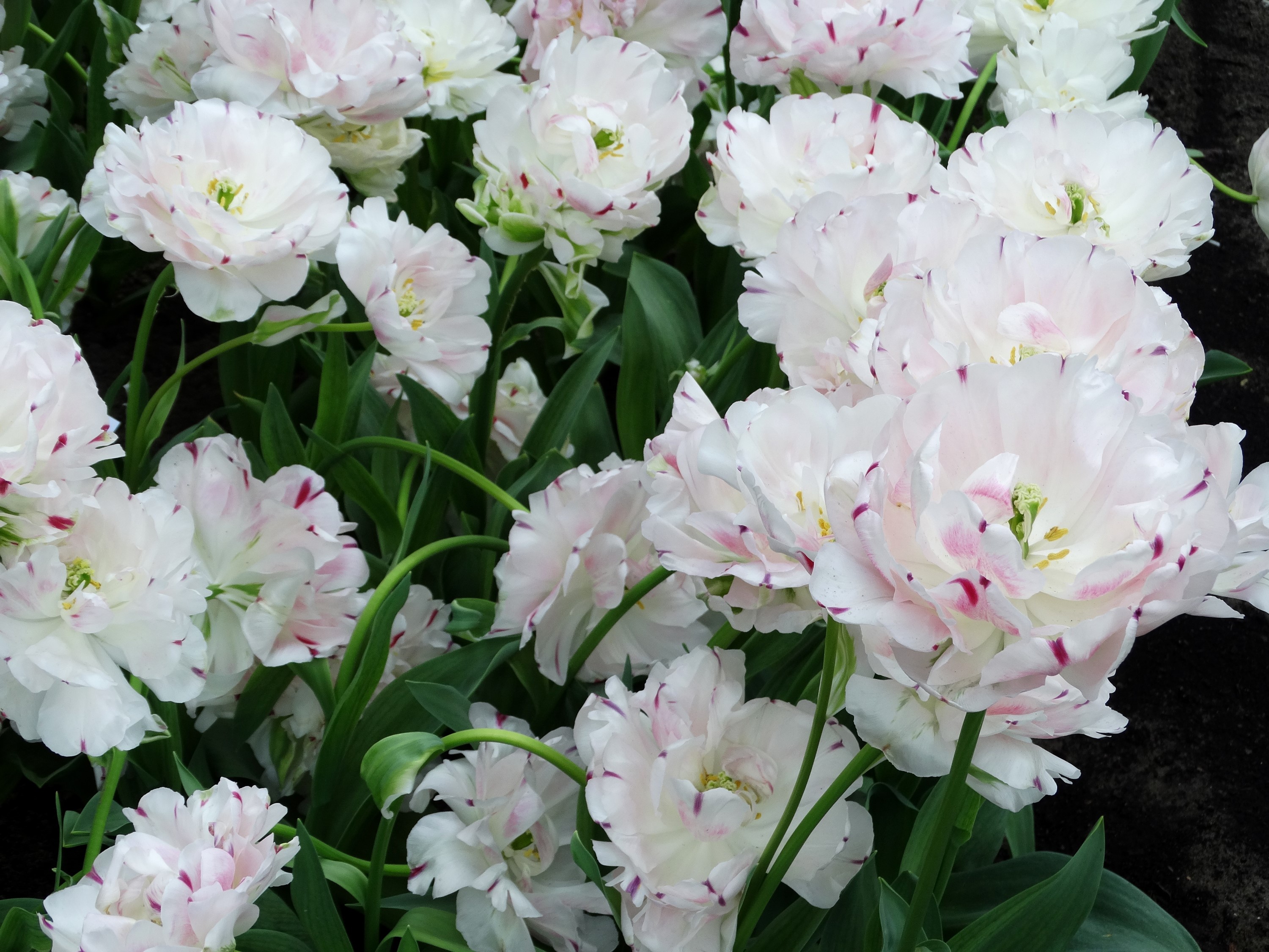 White and pink speckled double tulips HD Wallpaper