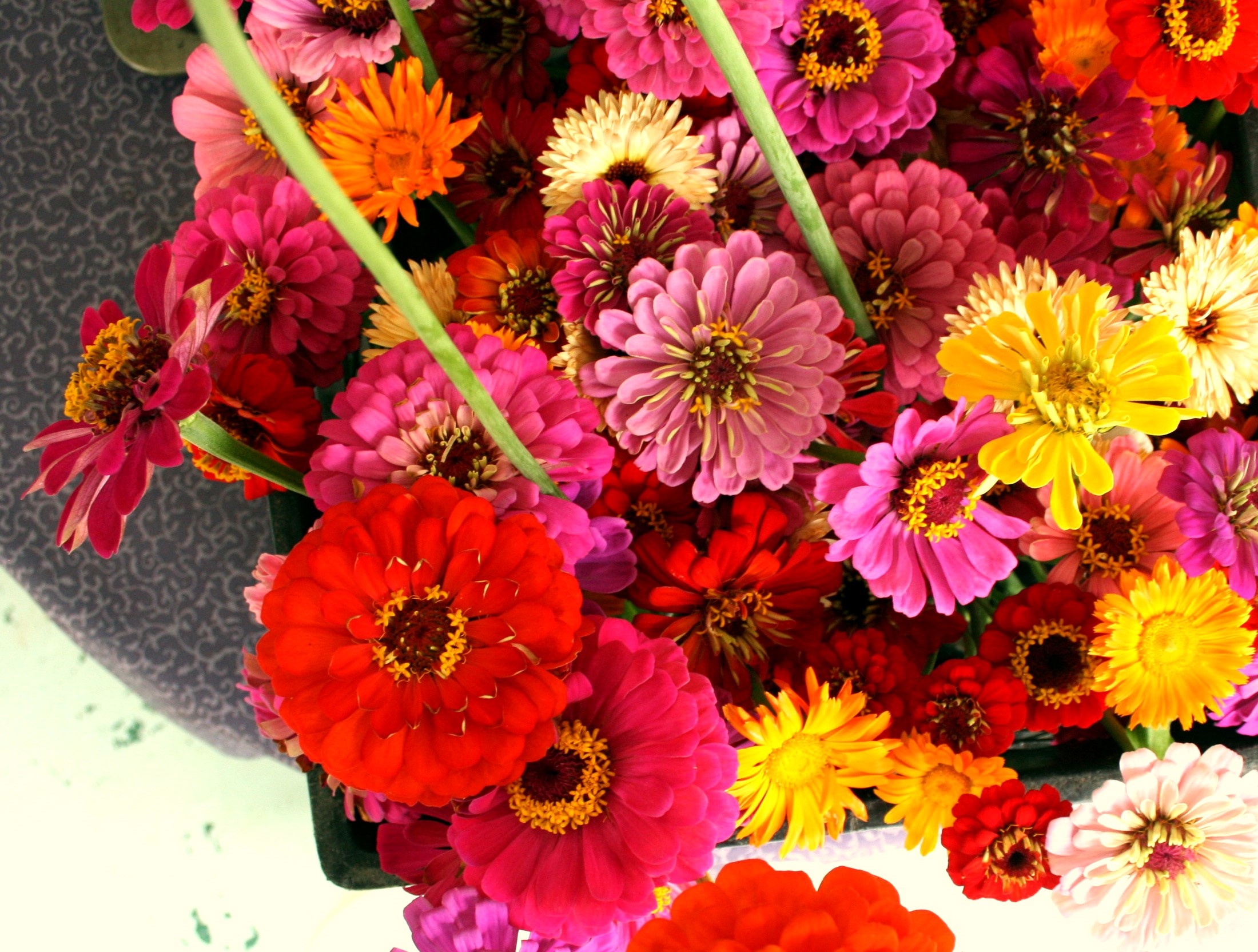 A colorful bouquet of Zinnias HD Wallpaper