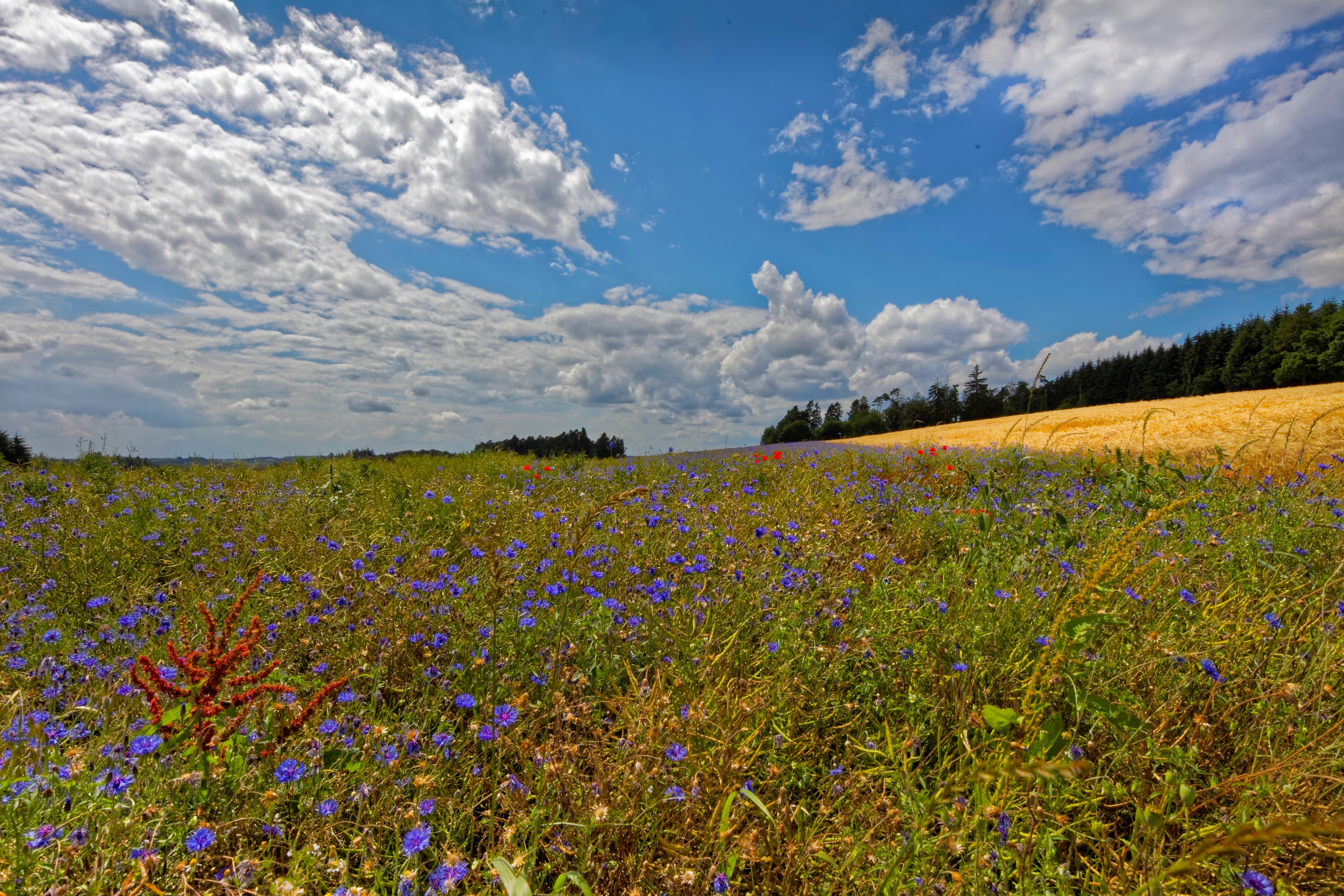 Field of wildflowers and wheat in Germany HD Wallpaper