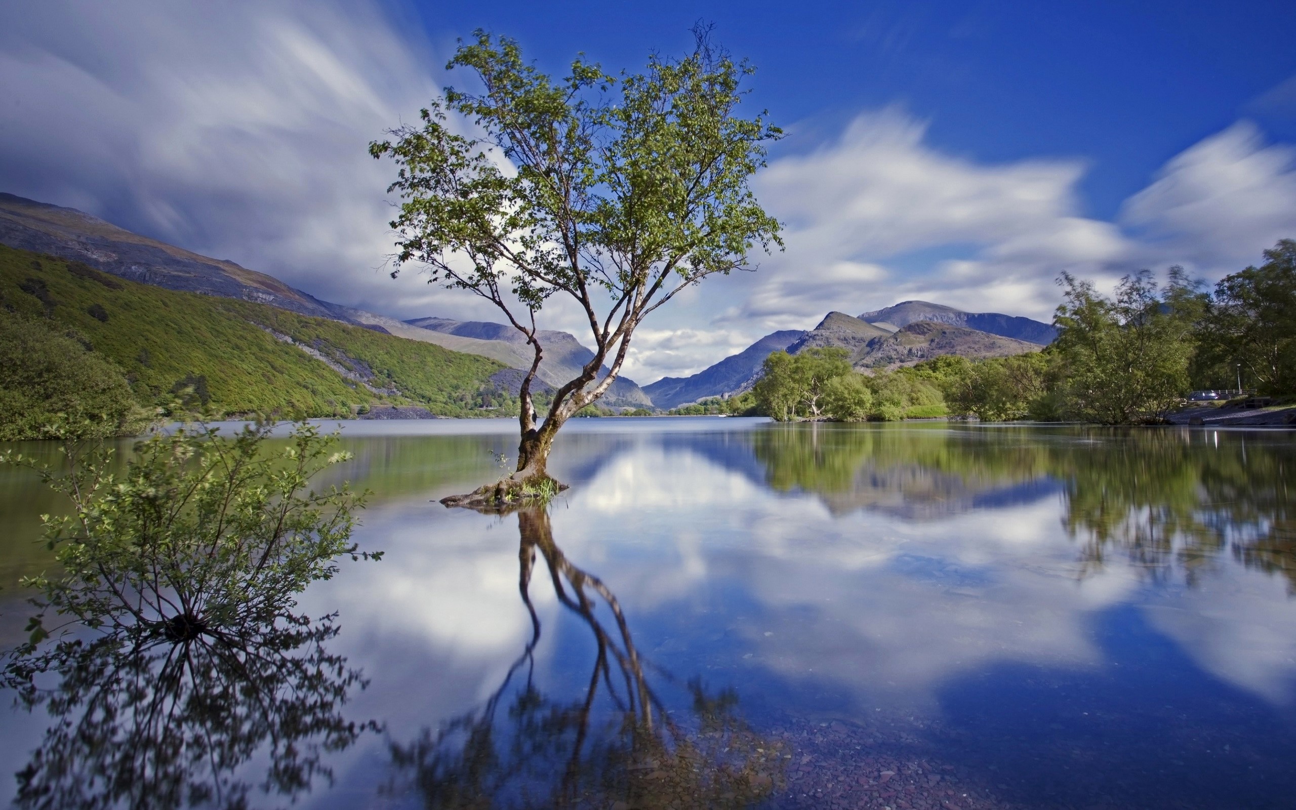 Tree in a lake with mountains and clouds HD Wallpaper