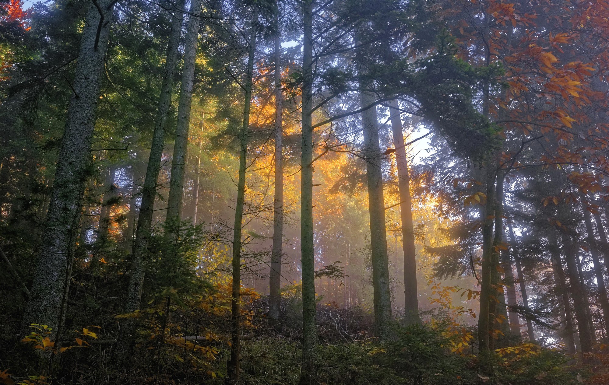 Sunlight filtering through trees in an autumn forest HD Wallpaper