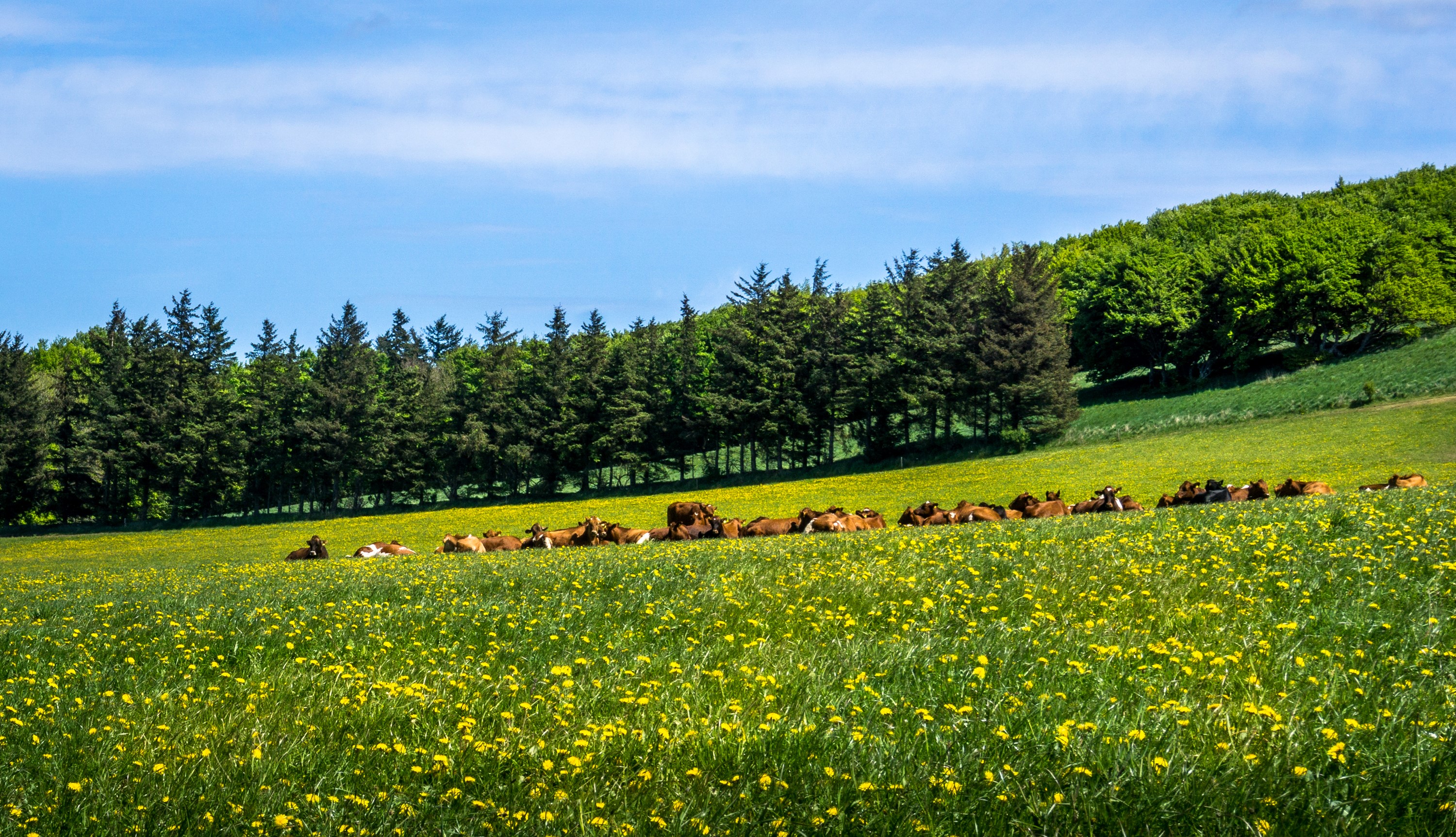 Cows resting in a field of dandelions with trees in the background HD Wallpaper