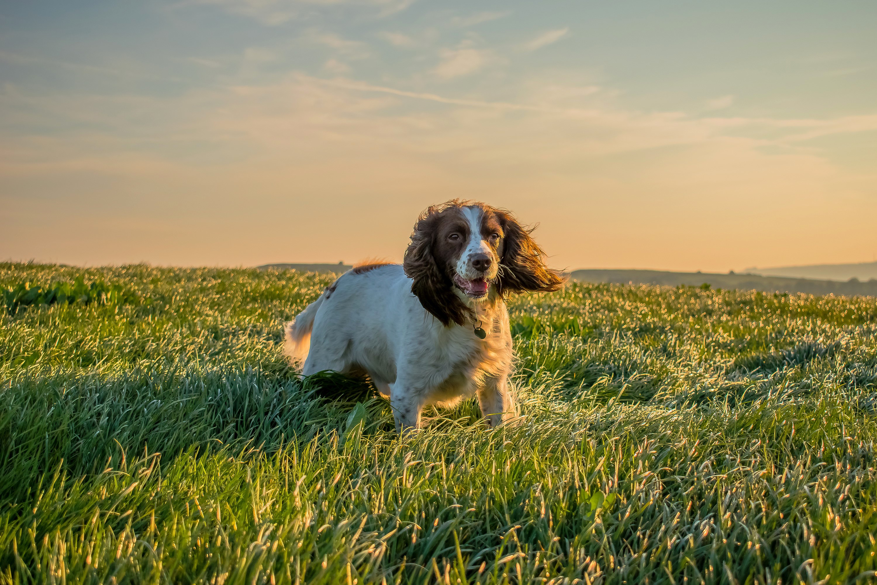 English Springer Spaniel dog in a grassy field at sunset HD Wallpaper