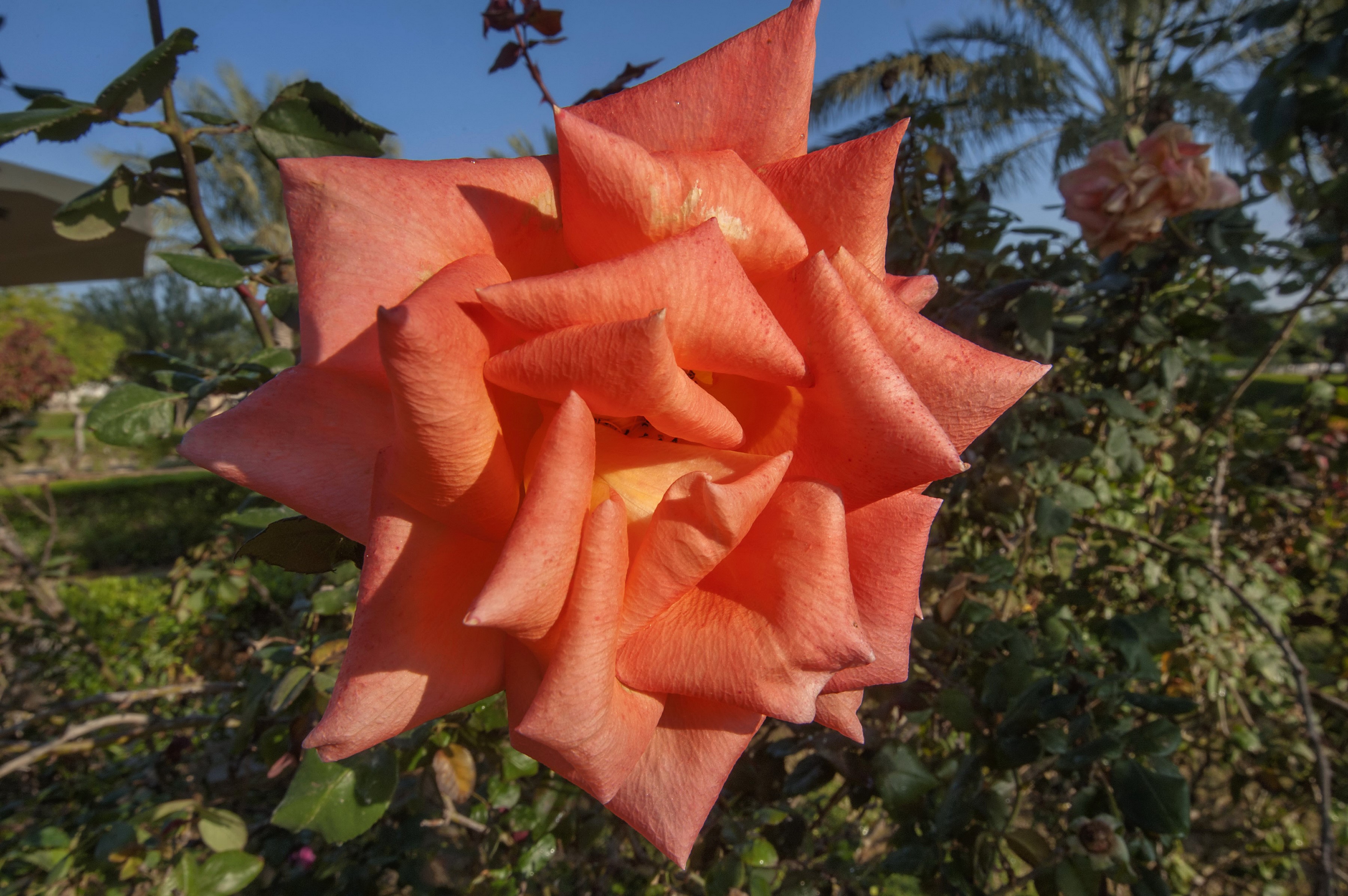 Close-up of a vibrant orange rose in a garden HD Wallpaper