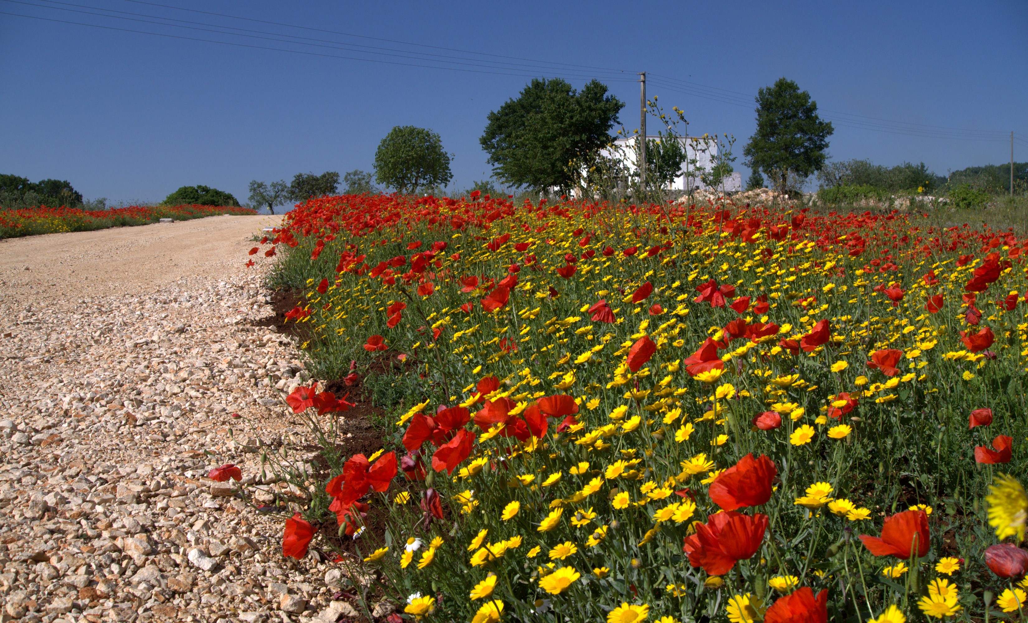 Vibrant Field of Red Poppies and Yellow Camomiles HD Wallpaper