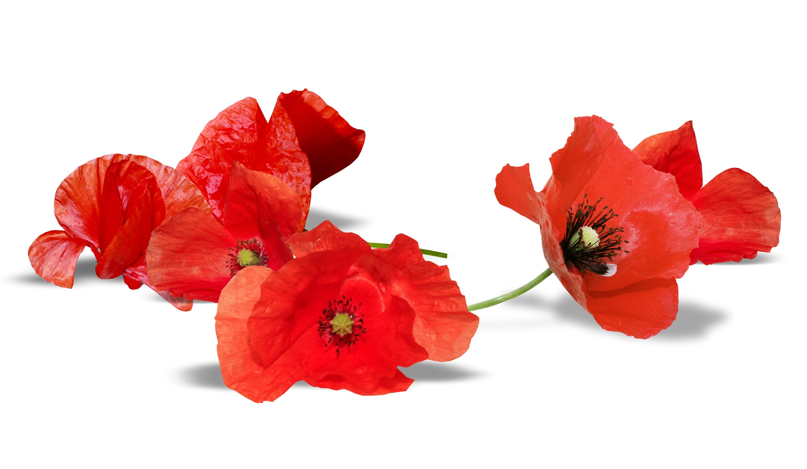 Red Poppies on a White Background HD Wallpaper