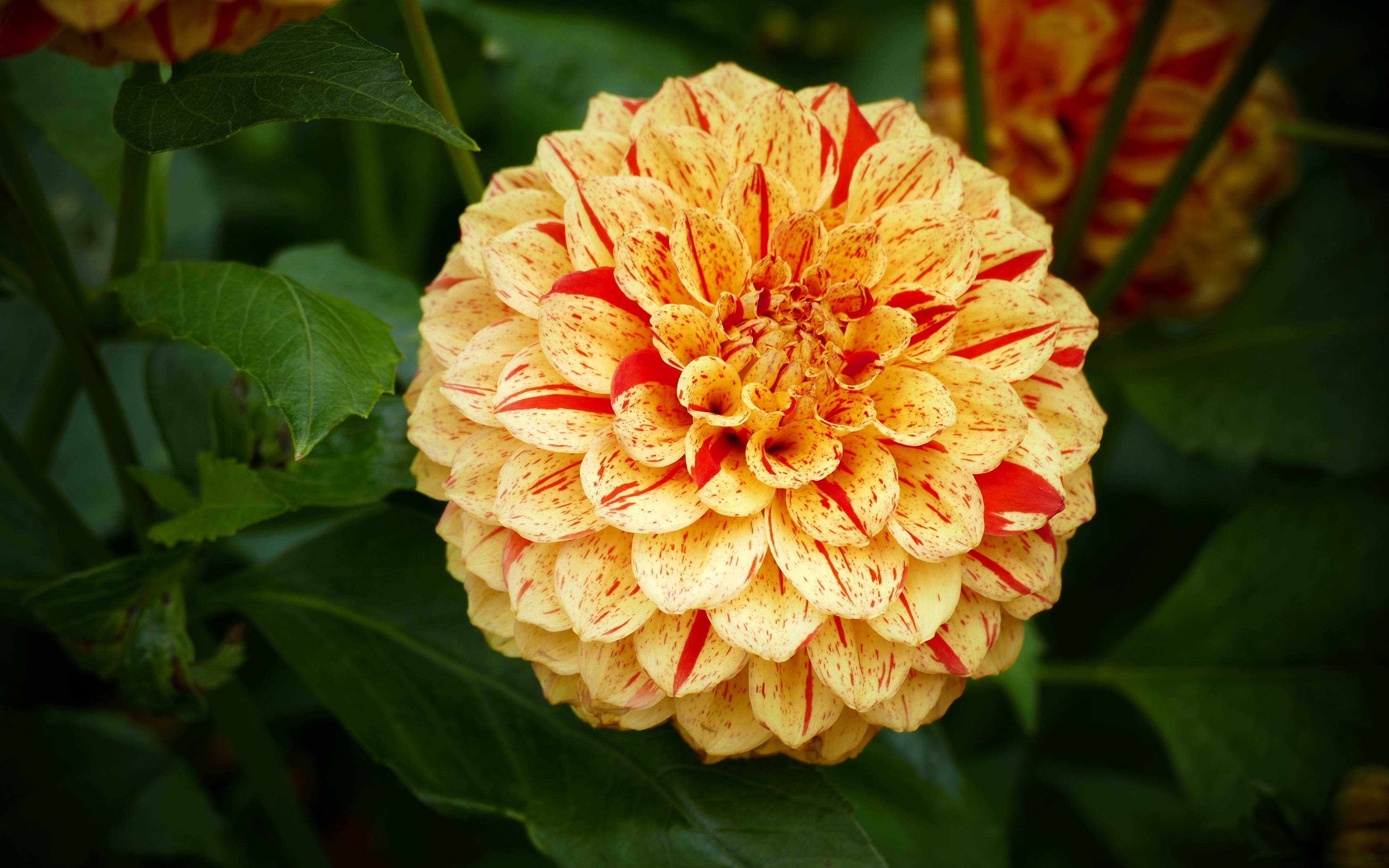 4K Closeup of a Yellow and Red Dahlia Flower HD Wallpaper