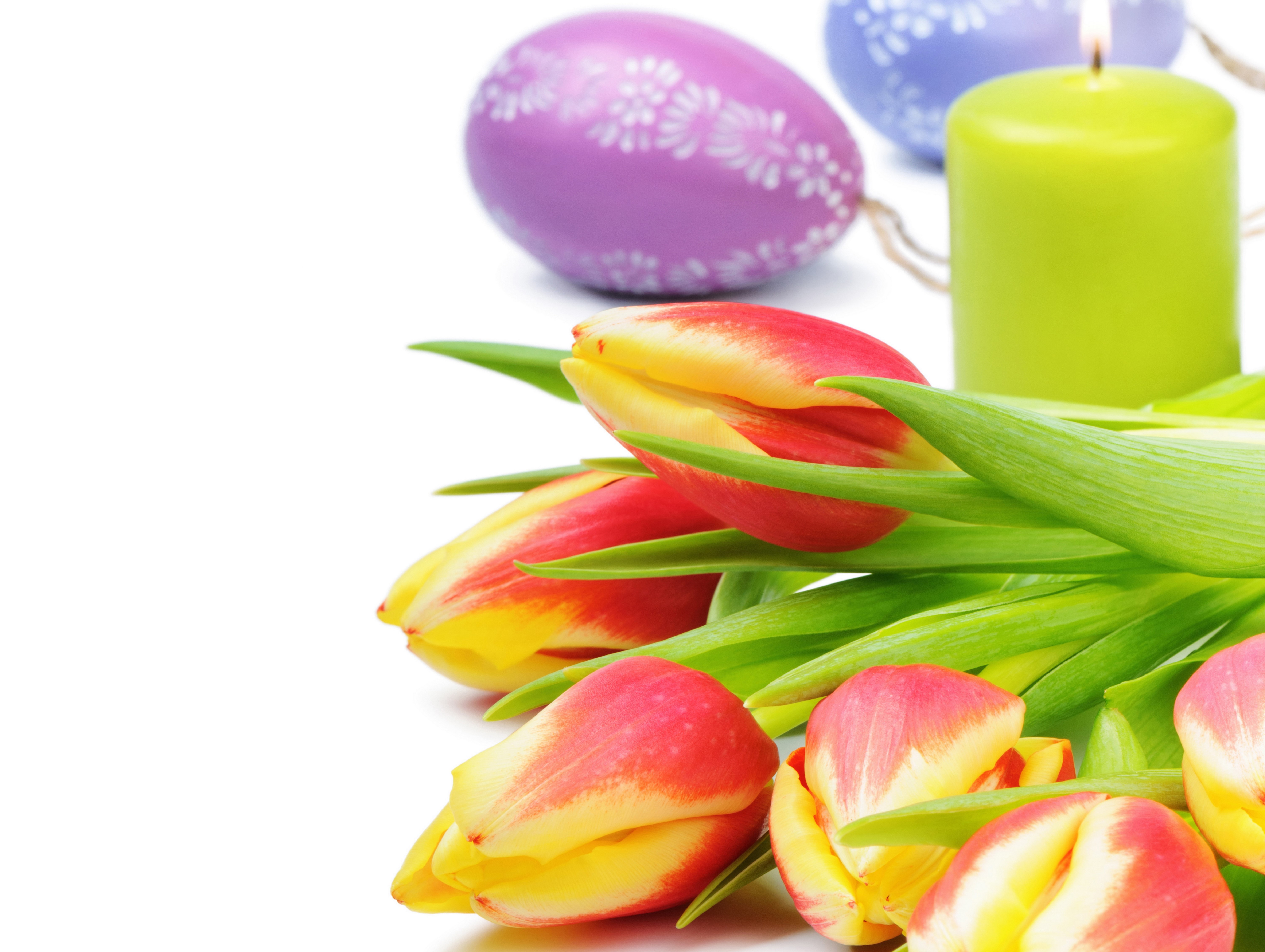 Easter Tulips and Candle on White Background HD Wallpaper