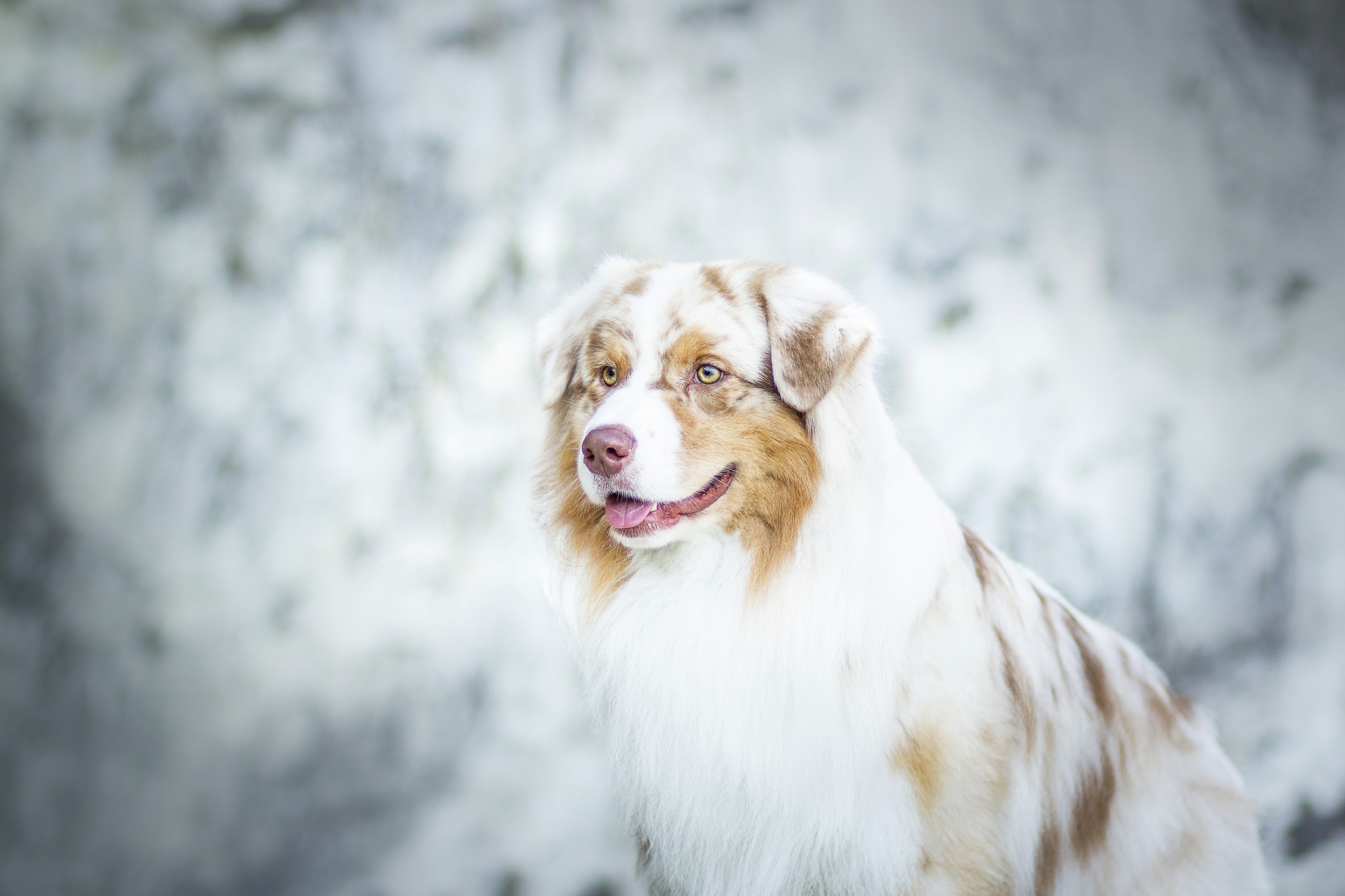 4K Australian Shepherd Dog HD Wallpaper