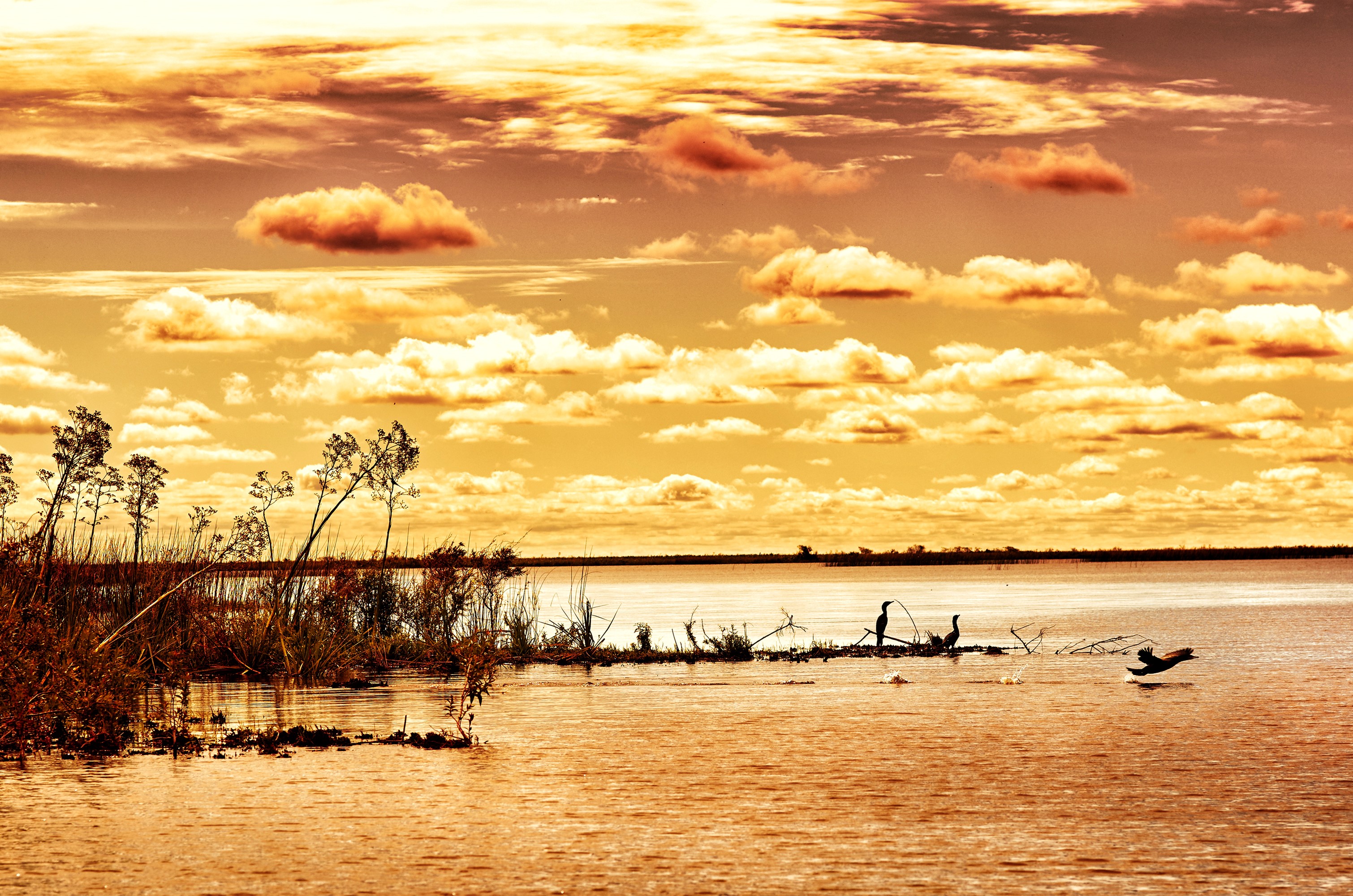 Birds on a lake at sunset in Argentina HD Wallpaper