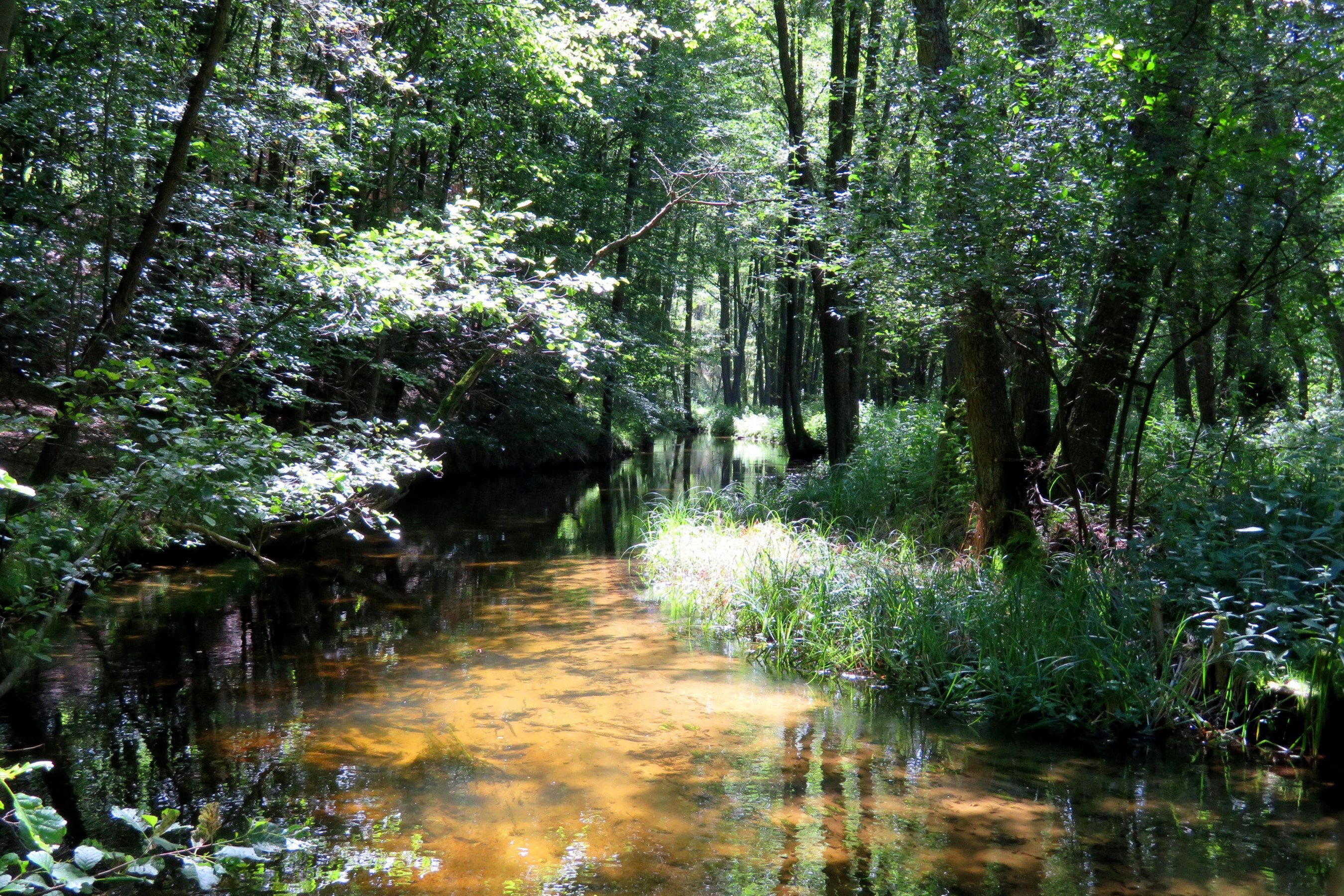 River flowing through a forest in Budy, Poland HD Wallpaper
