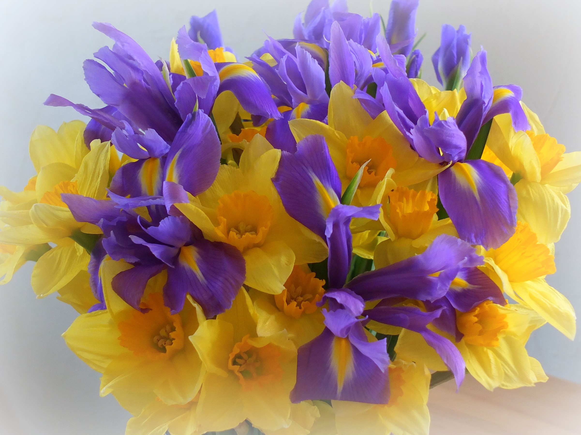 Bouquet of yellow daffodils and purple irises HD Wallpaper