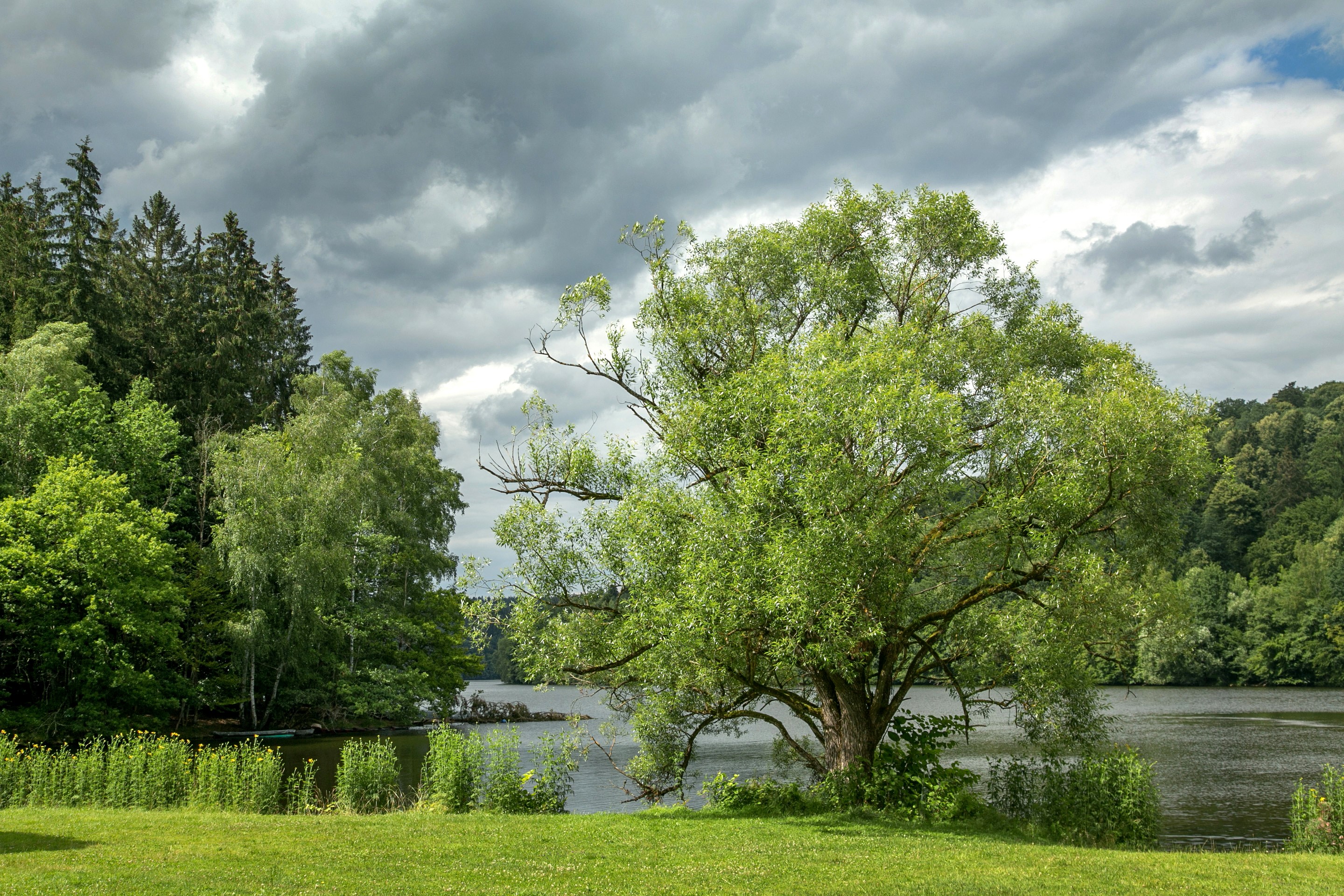 Lake and trees in Passau, Germany HD Wallpaper