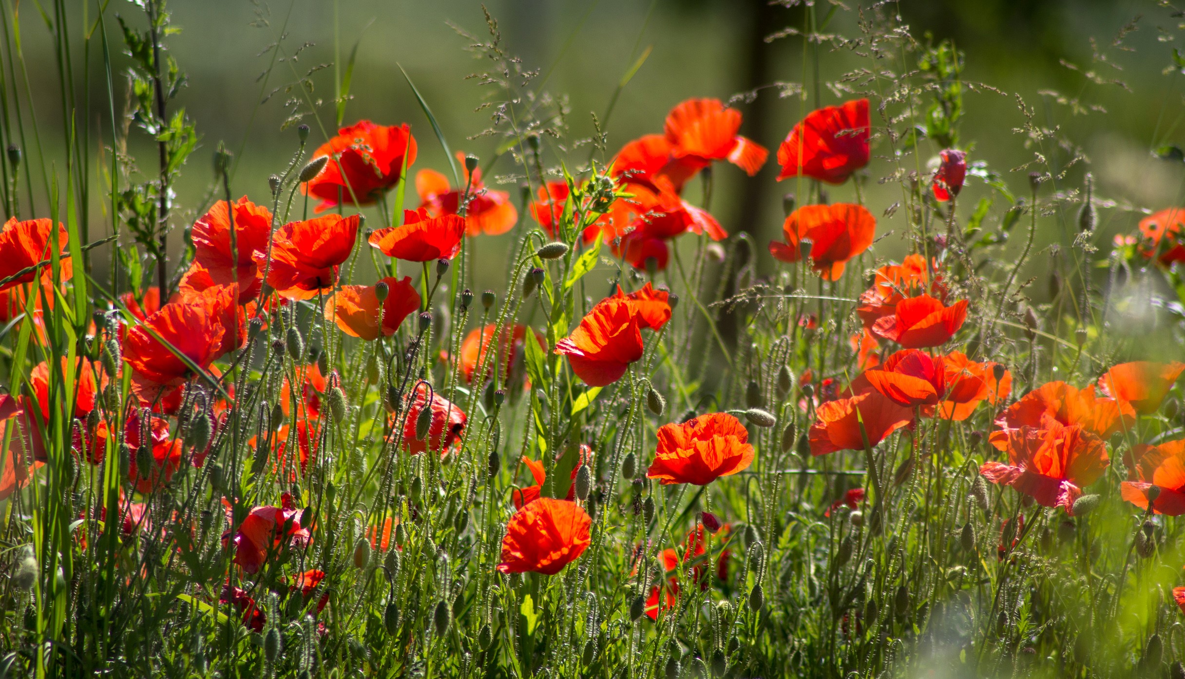 Field of red poppies in green grass HD Wallpaper