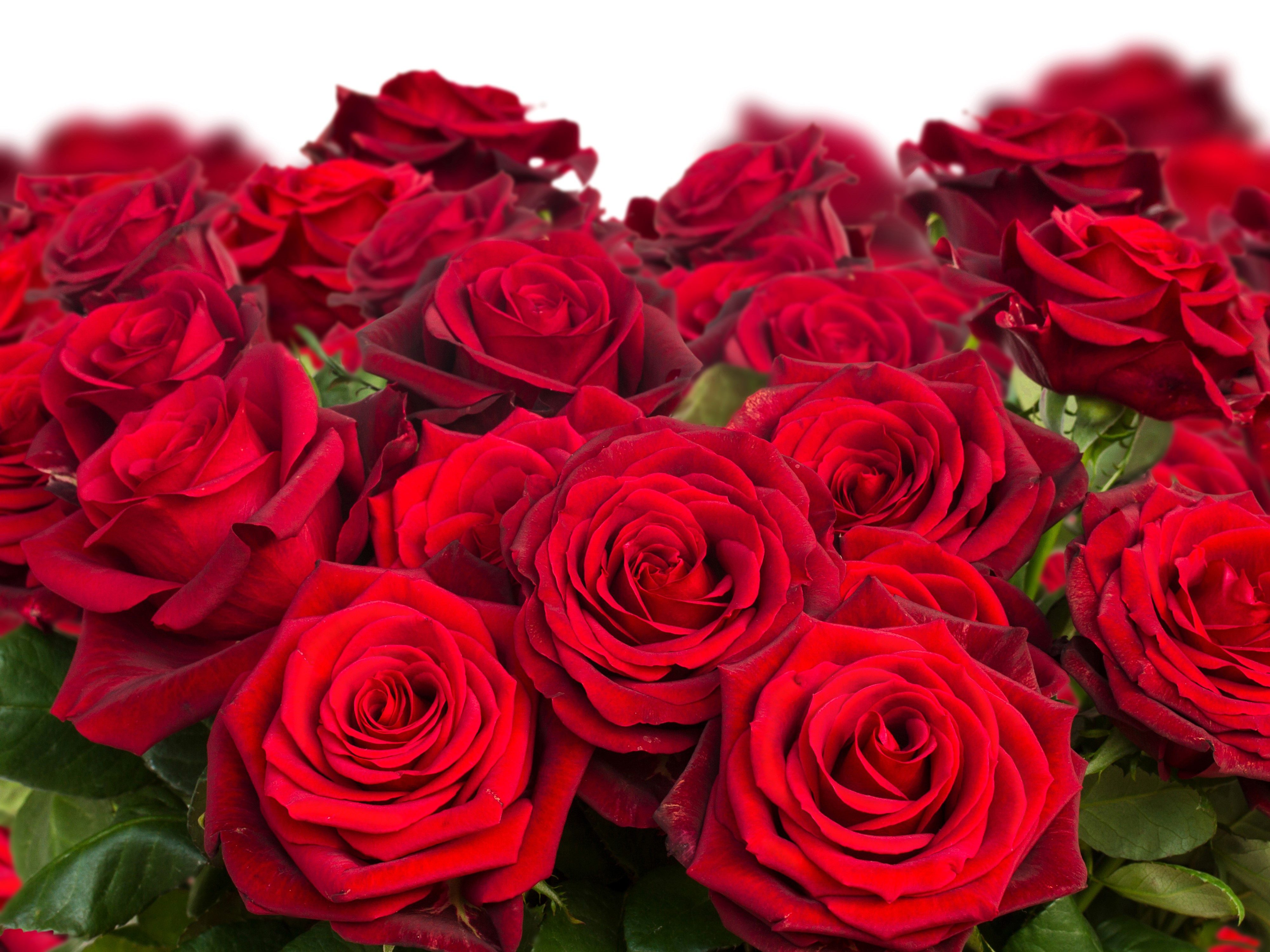 4K Red Roses Closeup HD Wallpaper