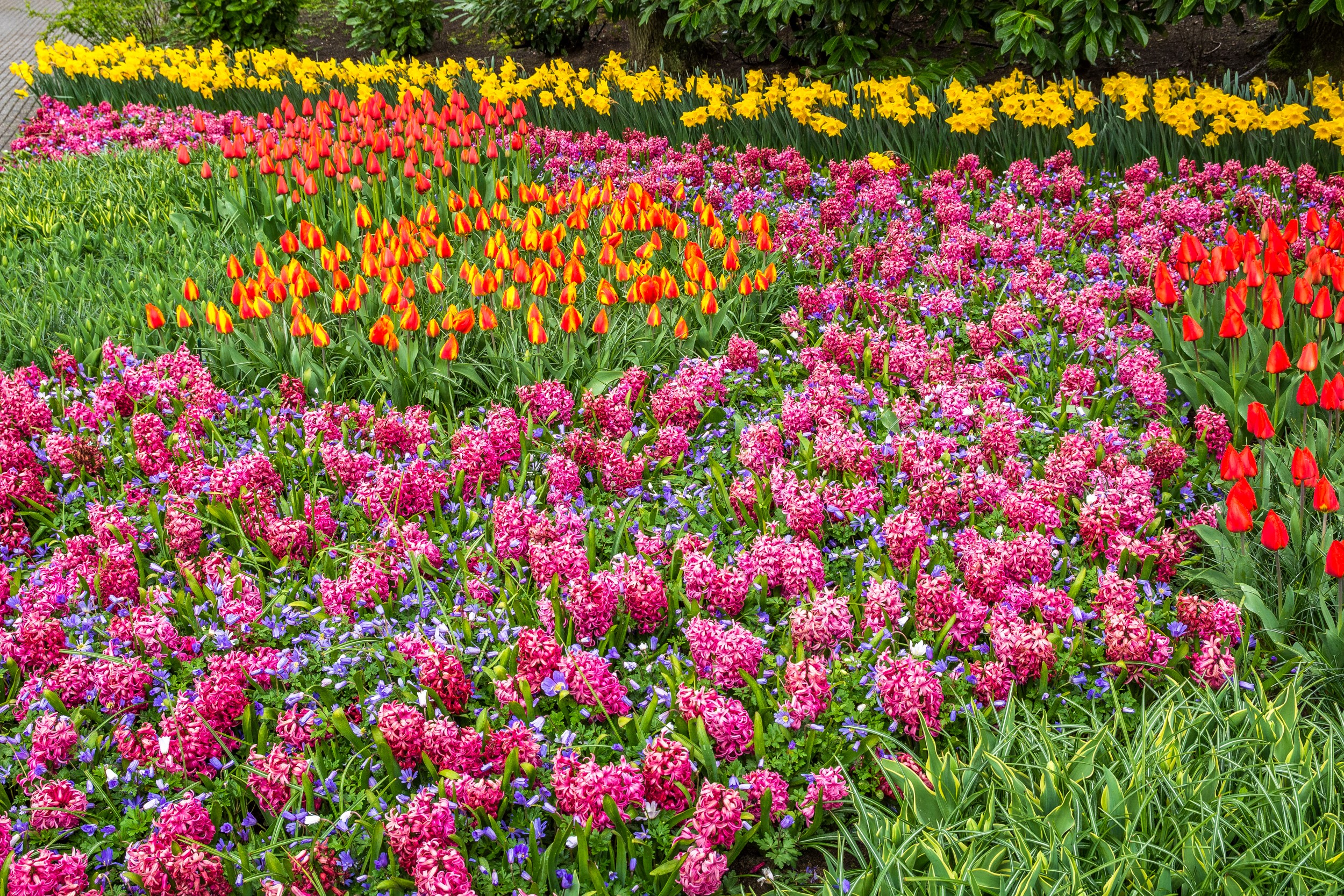 Keukenhof Gardens with Tulips, Hyacinths, and Daffodils HD Wallpaper