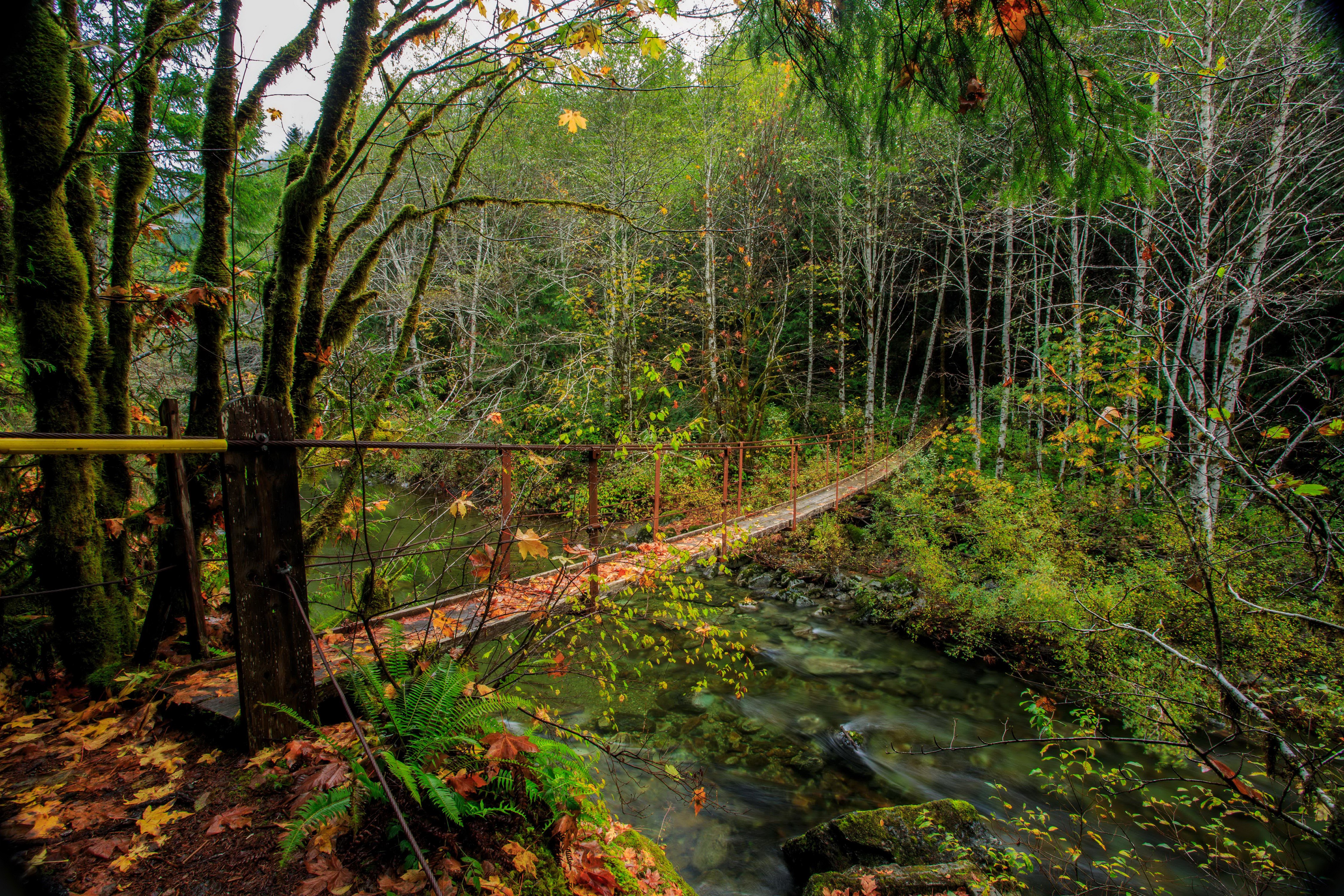Harris Creek Suspension Bridge, Vancouver Island, Canada HD Wallpaper