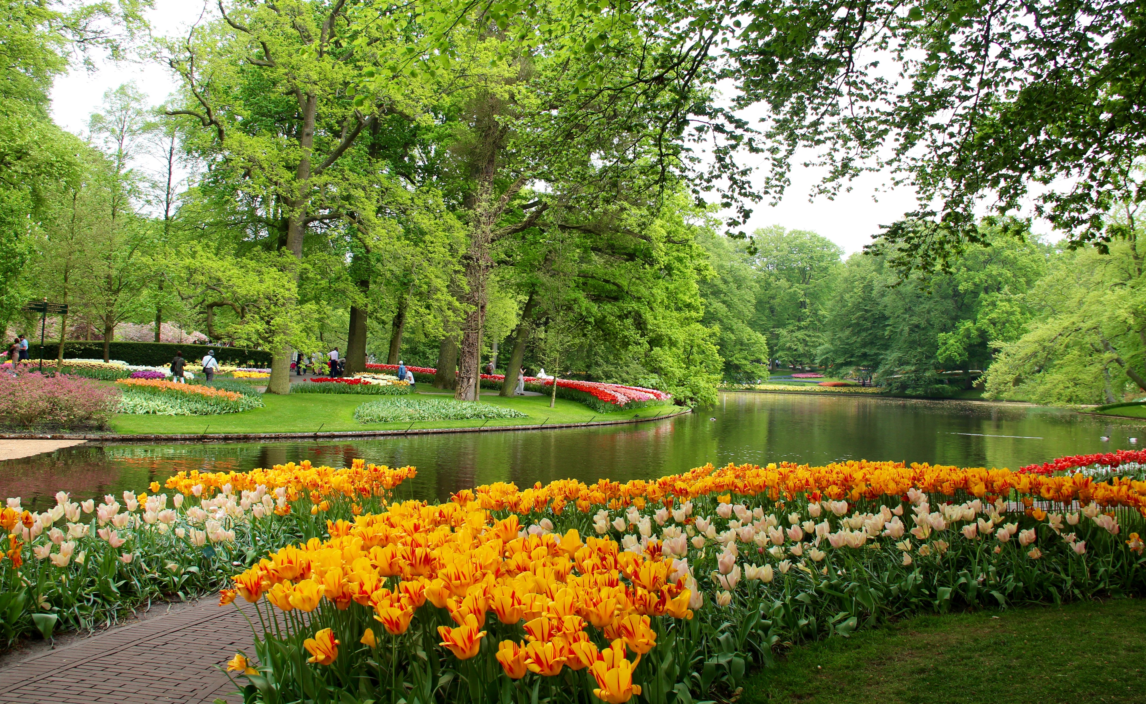 Keukenhof Gardens Netherlands Tulips Pond Trees HD Wallpaper
