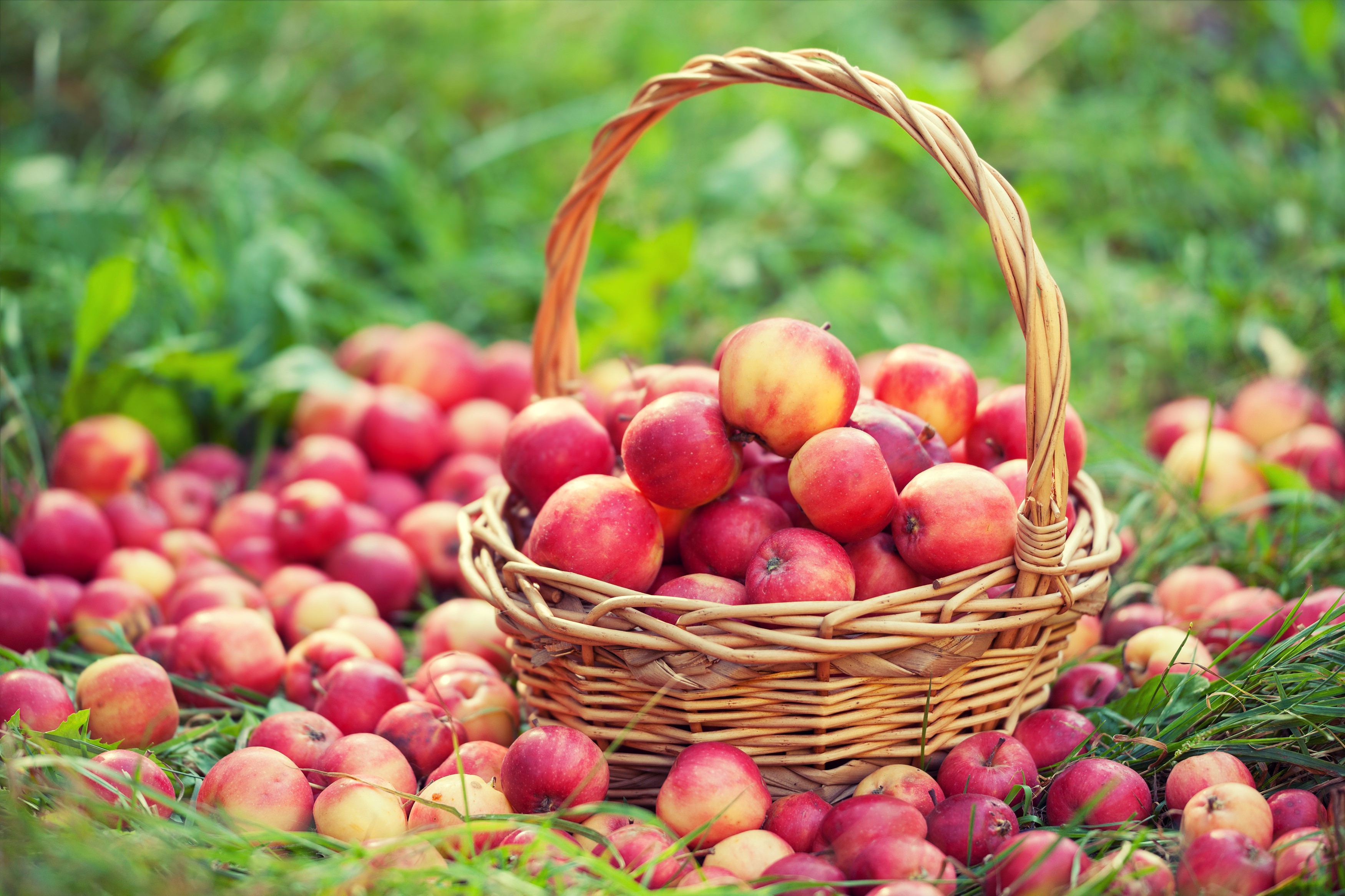 Basket of red apples on grass HD Wallpaper