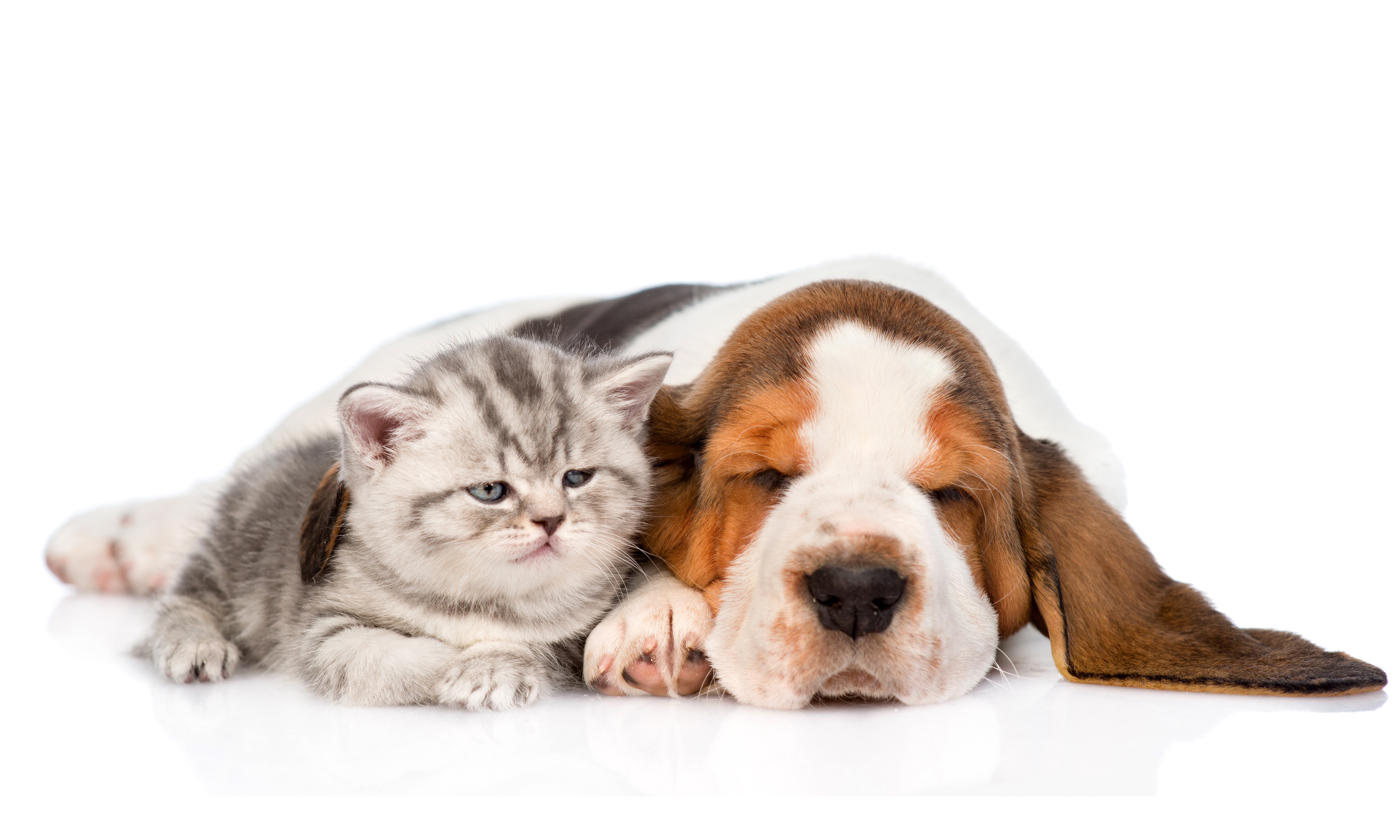 Kitten and Basset Hound sleeping together HD Wallpaper