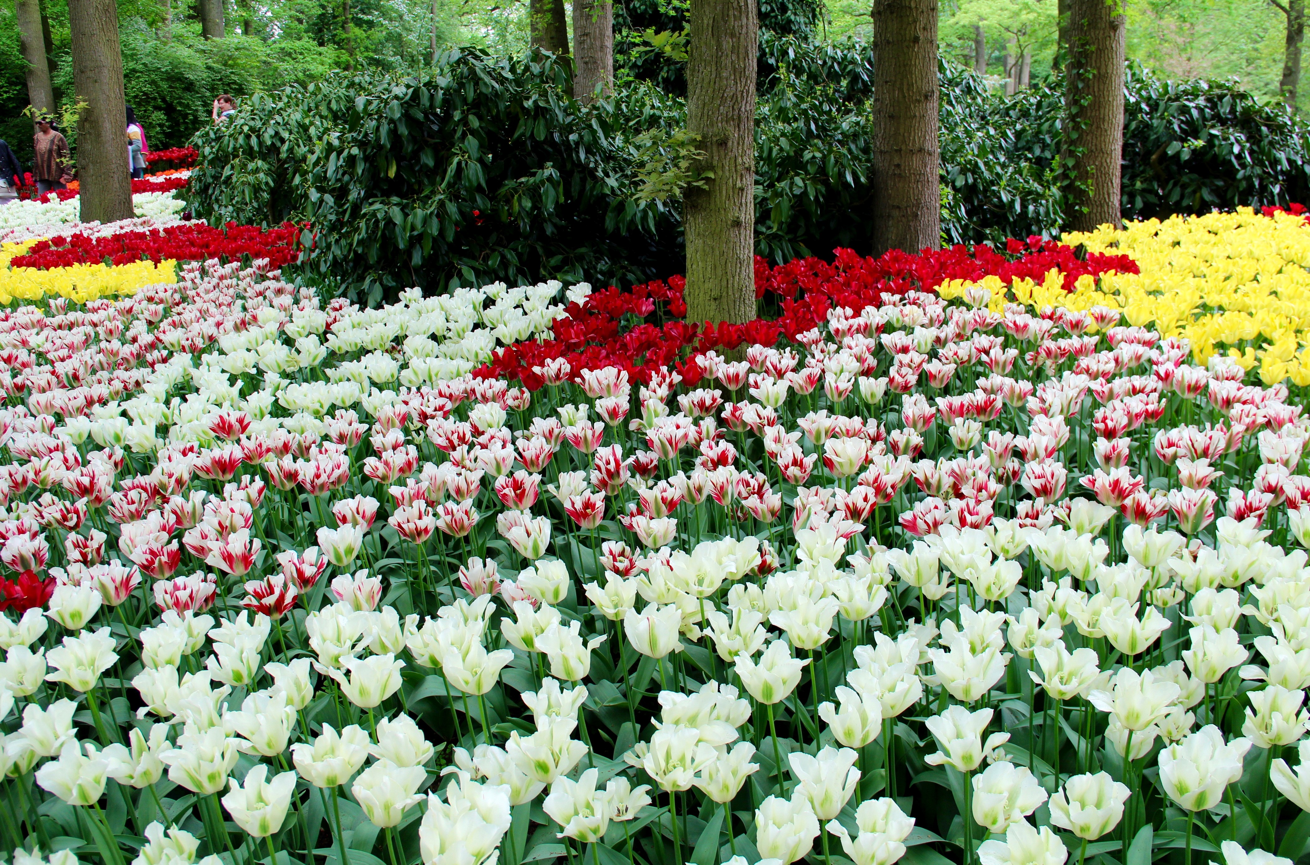 4K Keukenhof Gardens Tulips in Netherlands HD Wallpaper