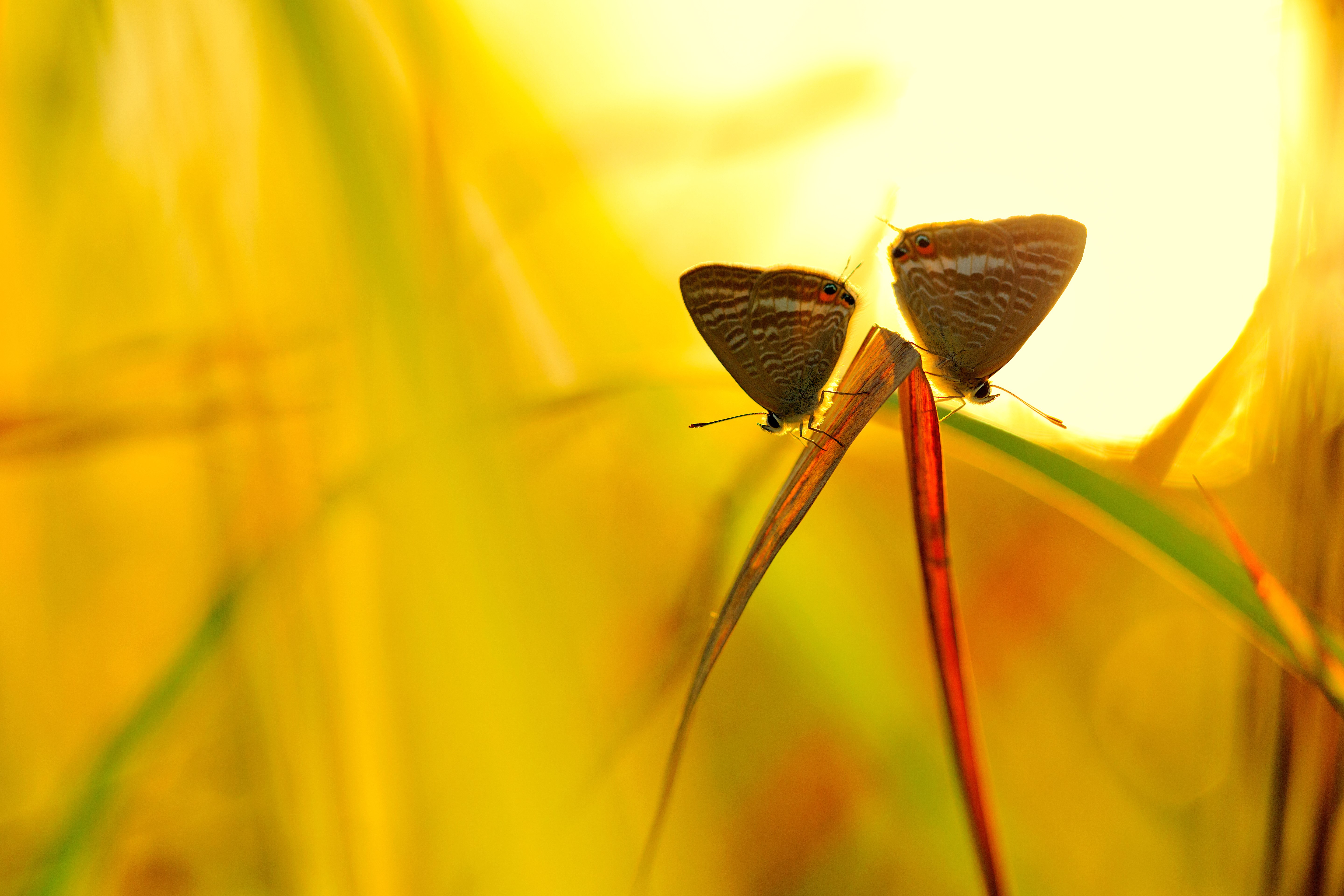 Two butterflies on a blade of grass in sunlight HD Wallpaper