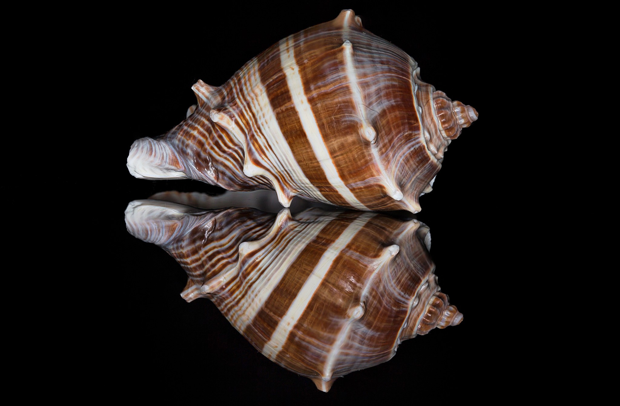 Seashell with brown and white stripes on black background HD Wallpaper