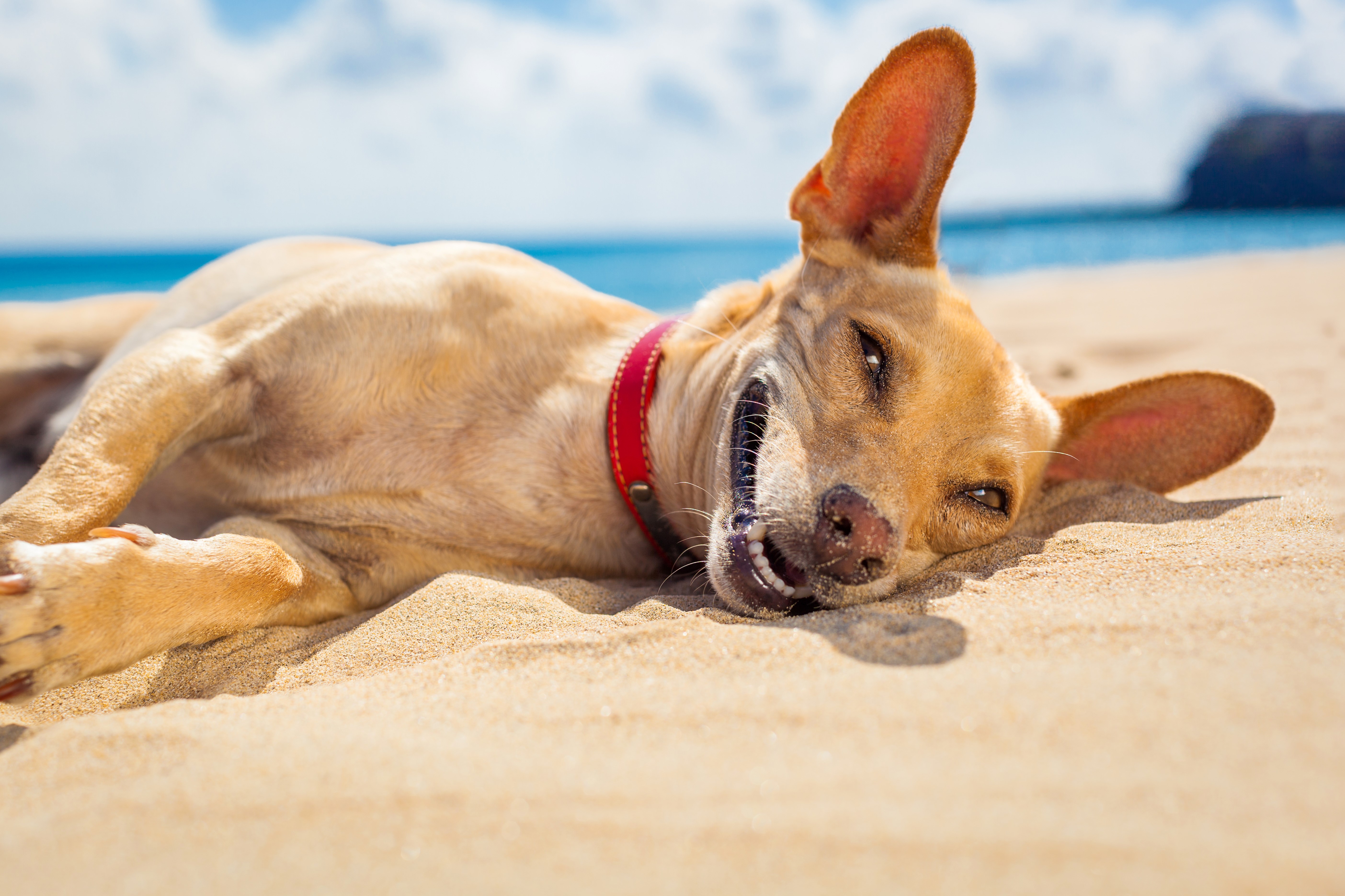 Chihuahua dog smiling on a sandy beach HD Wallpaper