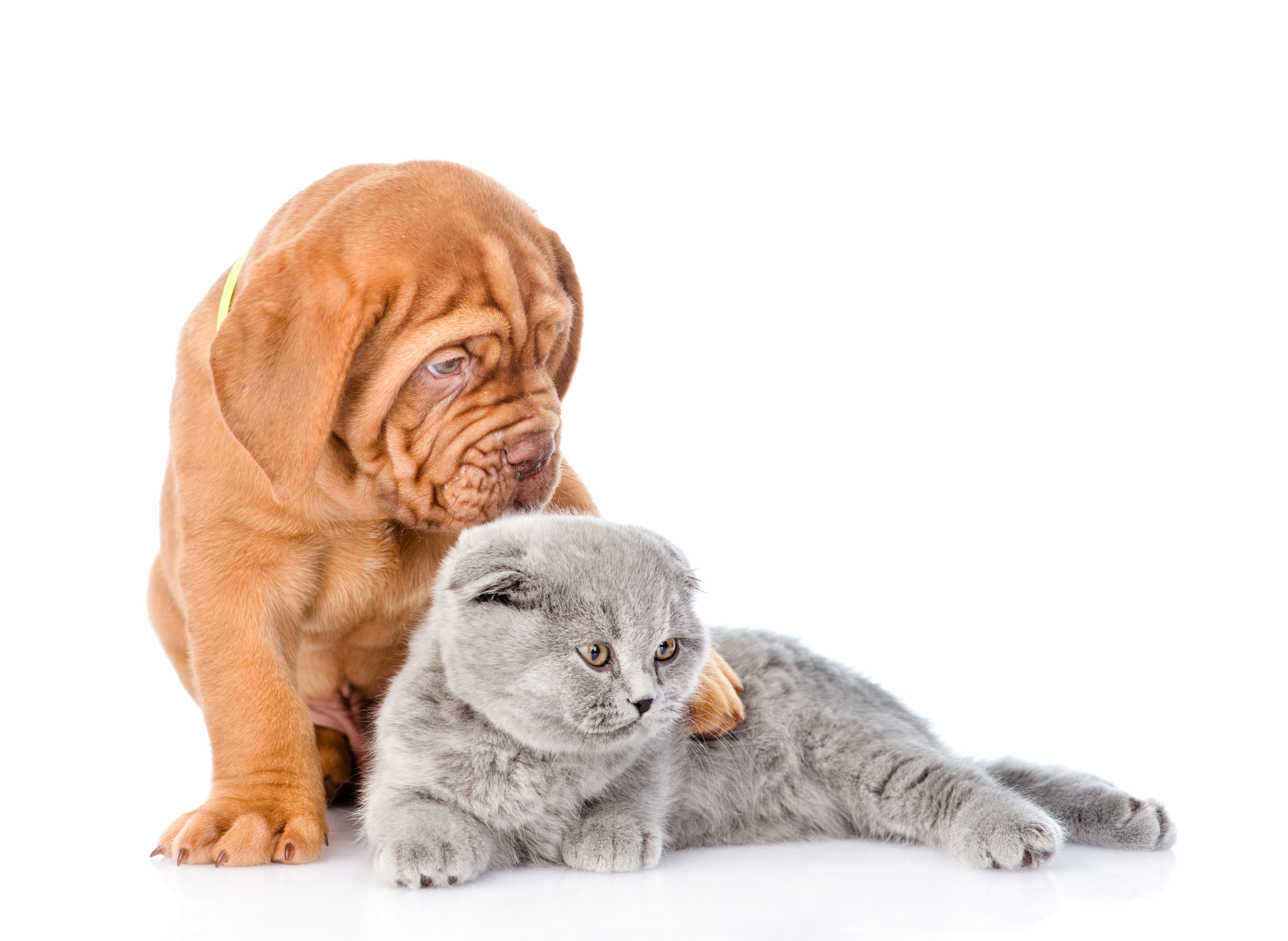 Dogue de Bordeaux puppy with kitten HD Wallpaper