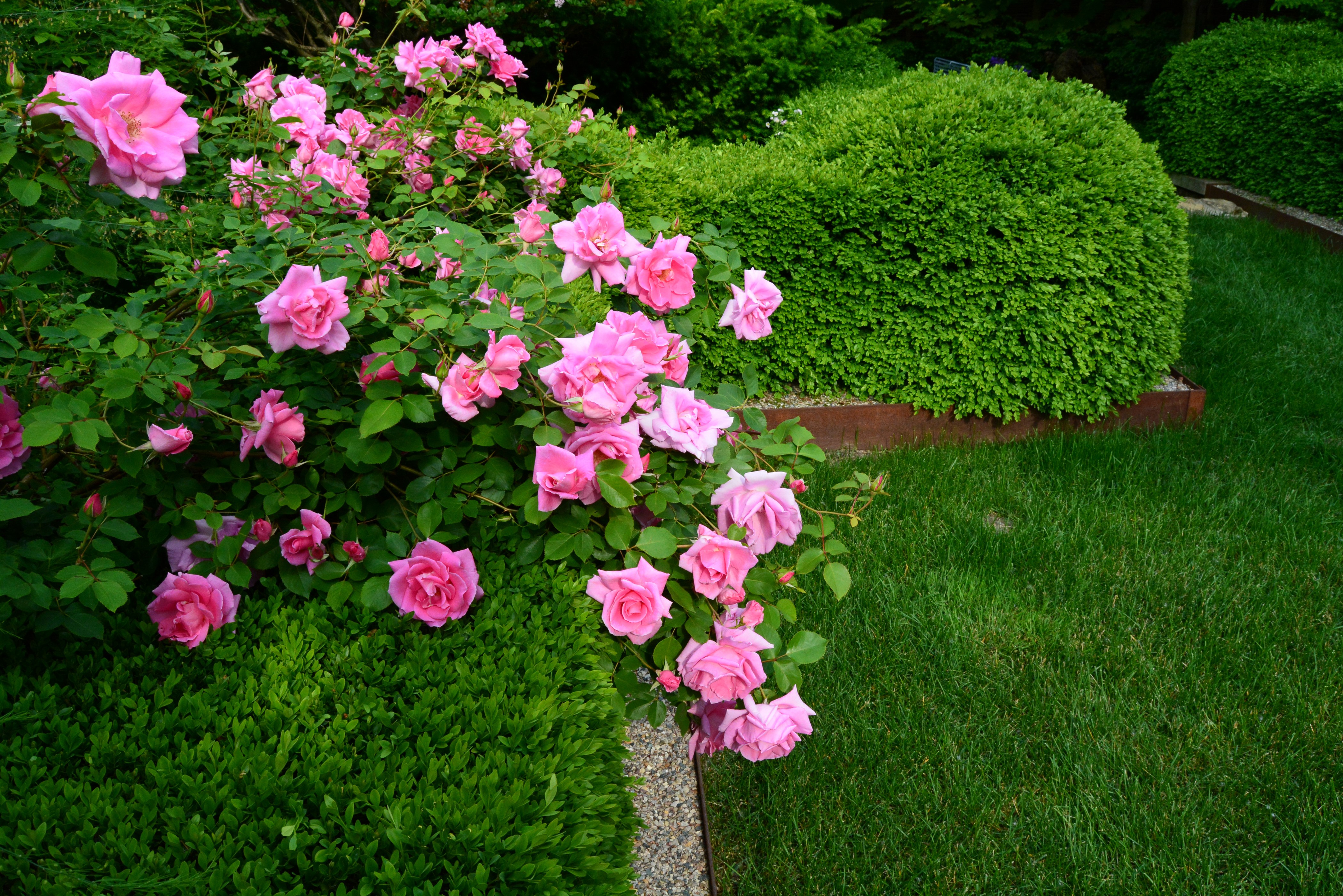 Pink Roses and Green Shrubs in a Garden HD Wallpaper
