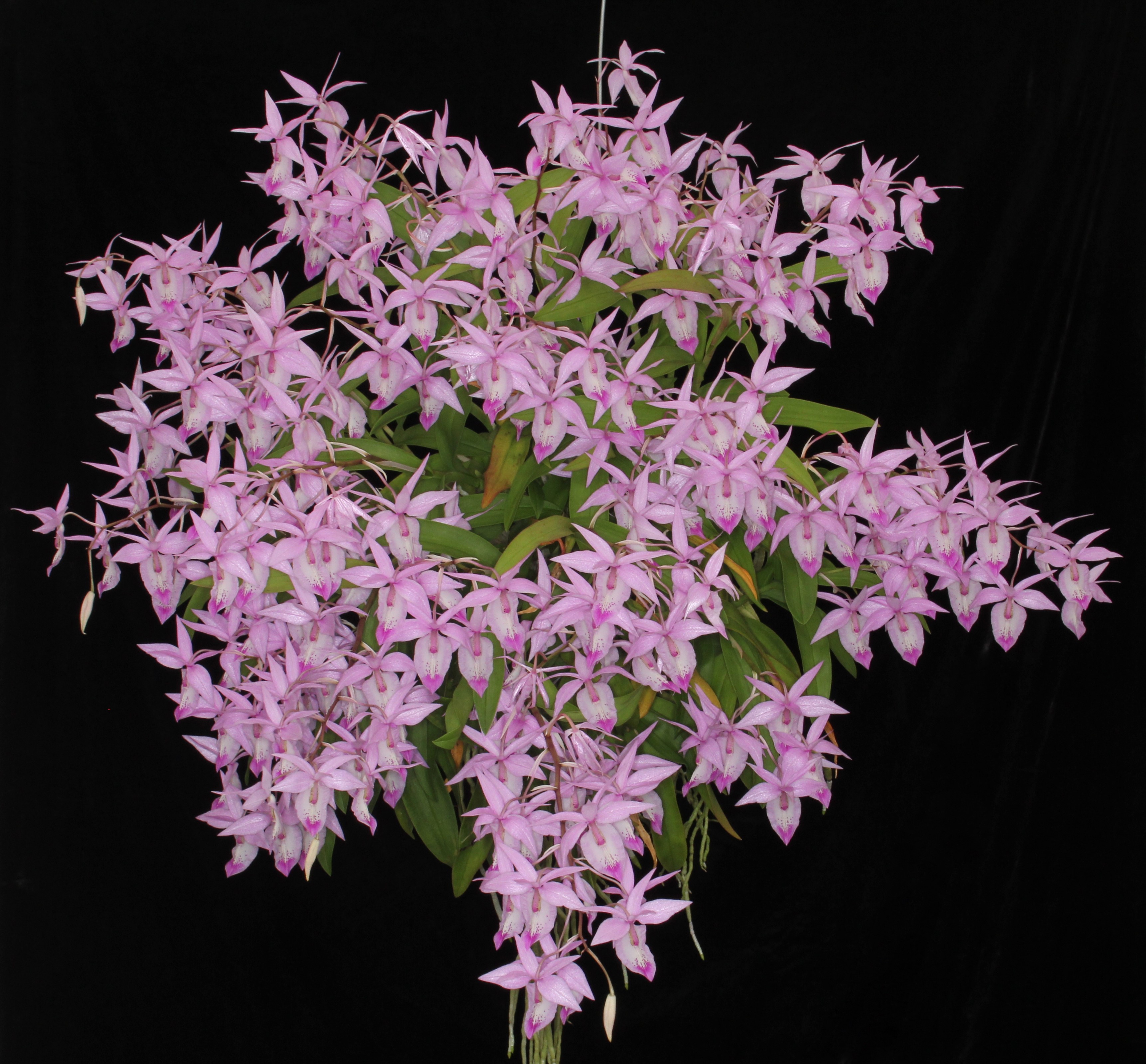 Pink orchids with a black background HD Wallpaper