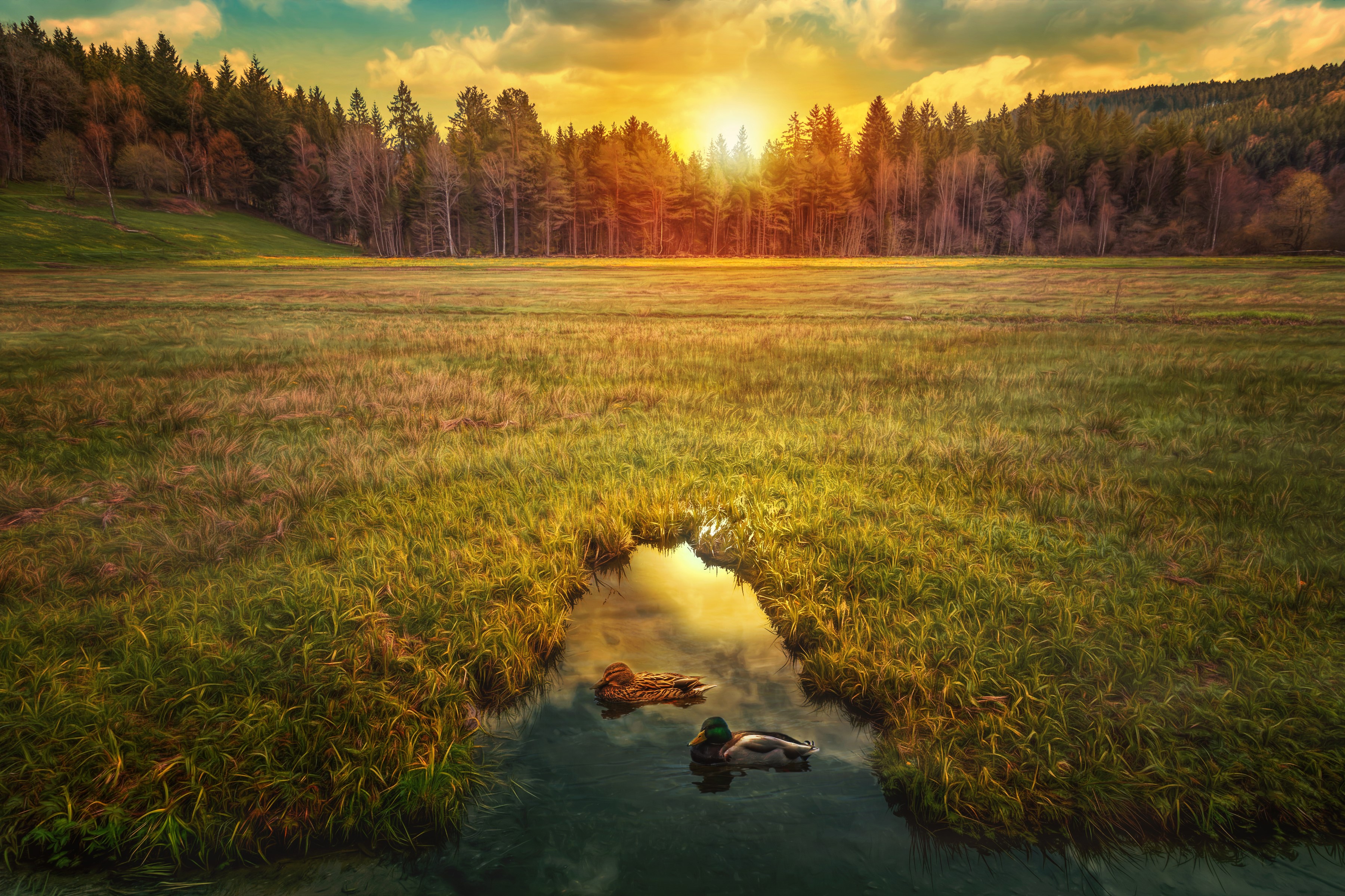 Ducks swimming in a pond at sunset with forest and field HD Wallpaper