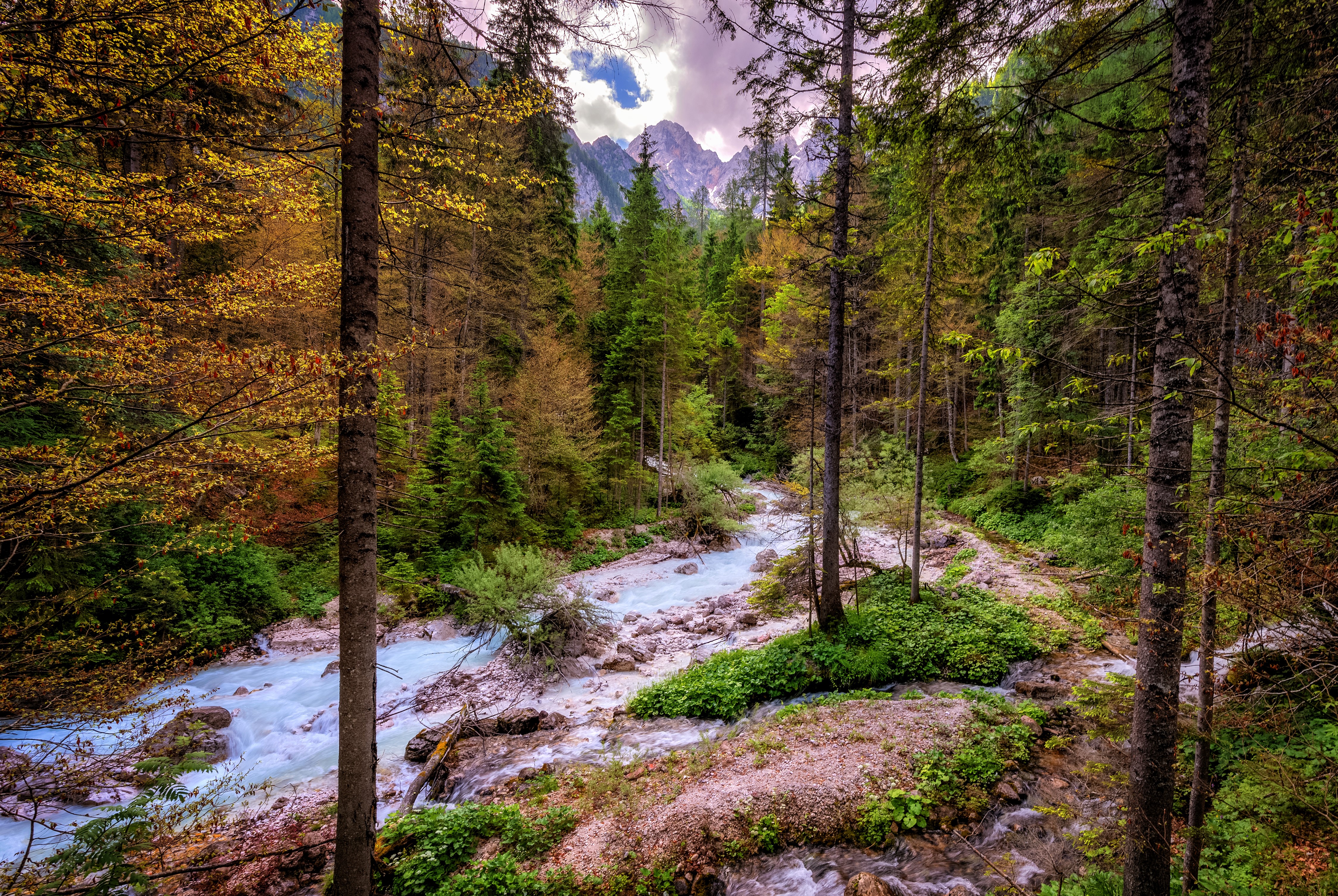 Forest river in the Alps, Switzerland HD Wallpaper
