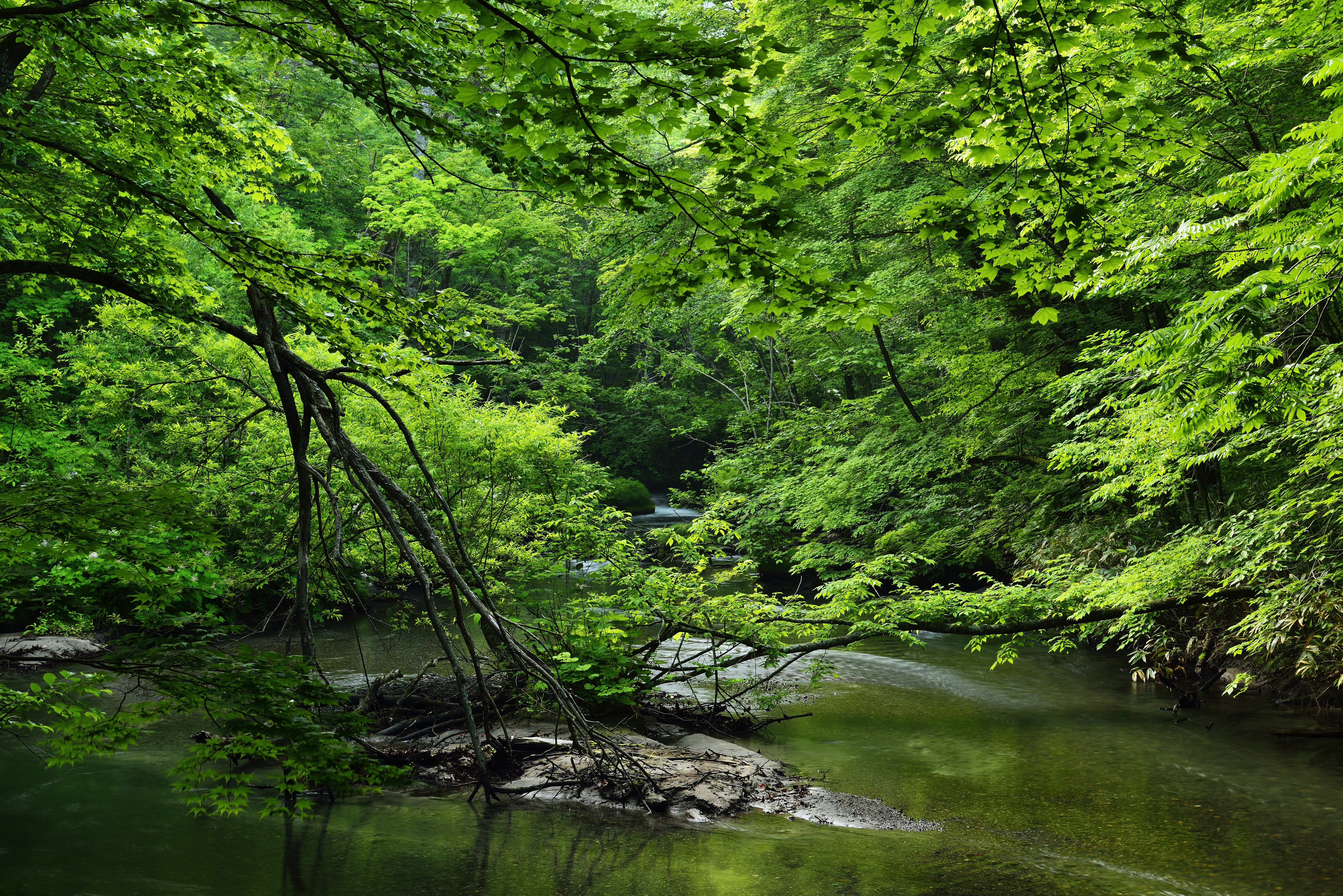 River flowing through a dense green forest HD Wallpaper