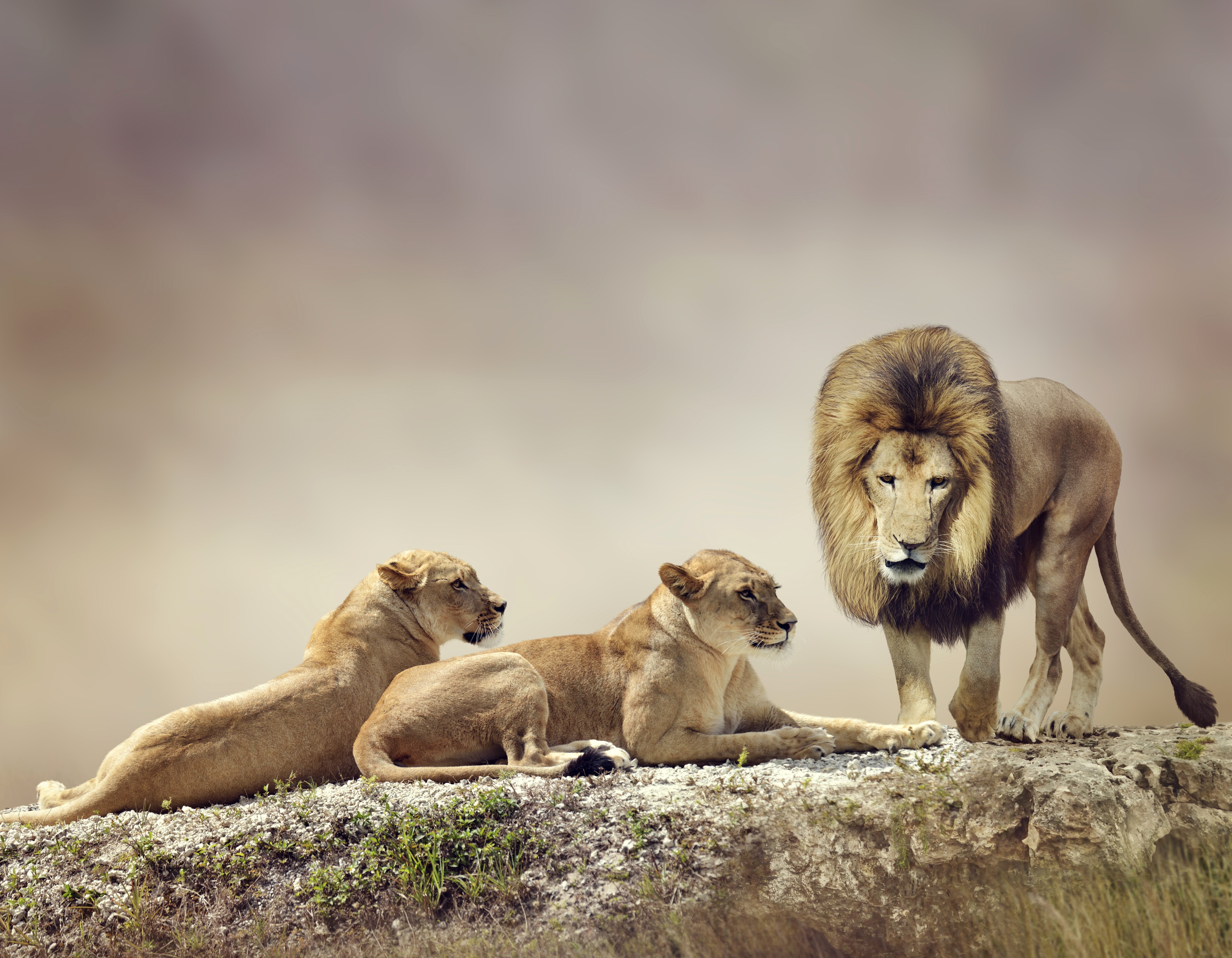 Three Lions on a Rocky Outcrop HD Wallpaper