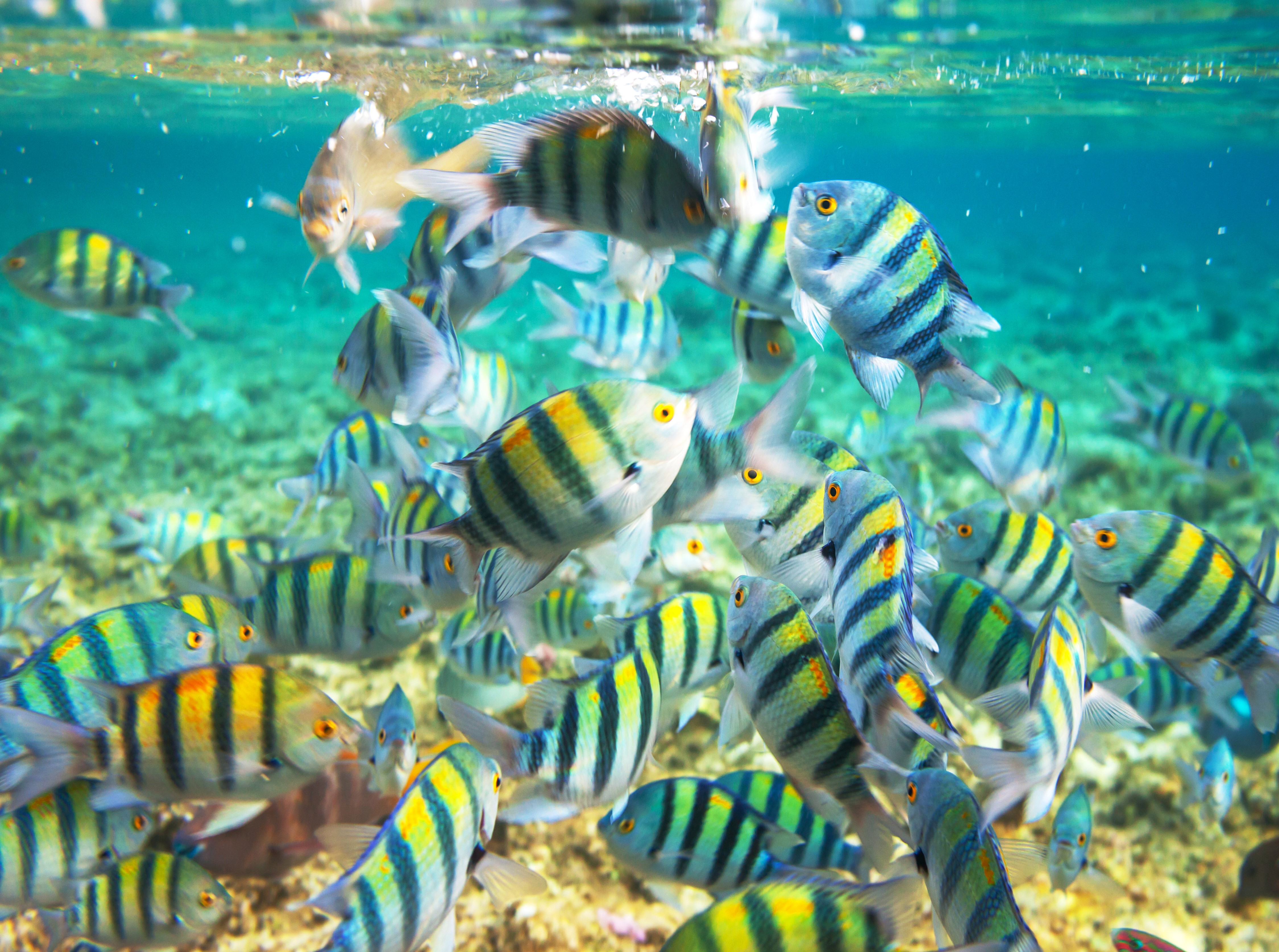 Underwater world with a school of fish HD Wallpaper