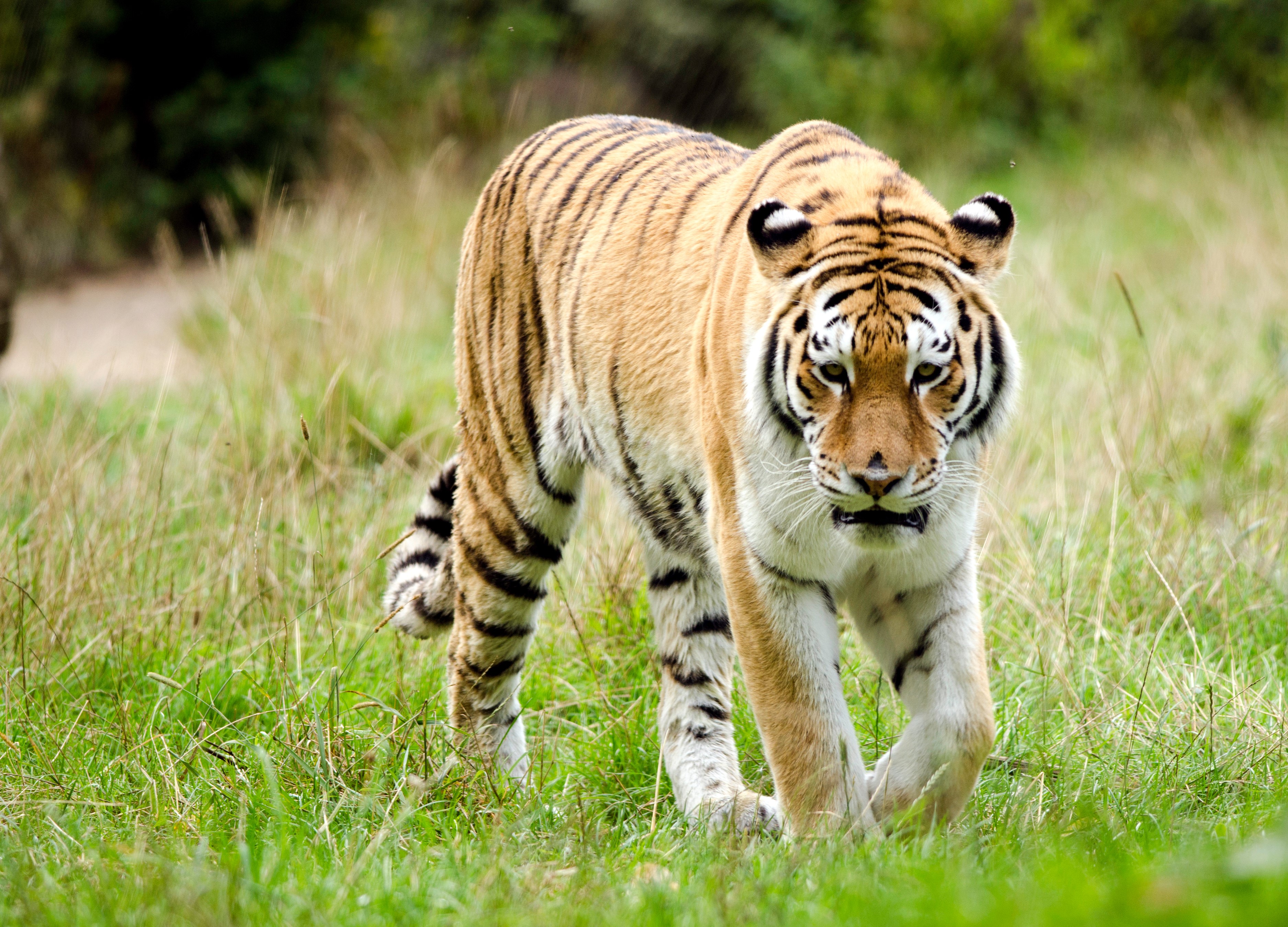 Tiger walking in a grassy field HD Wallpaper