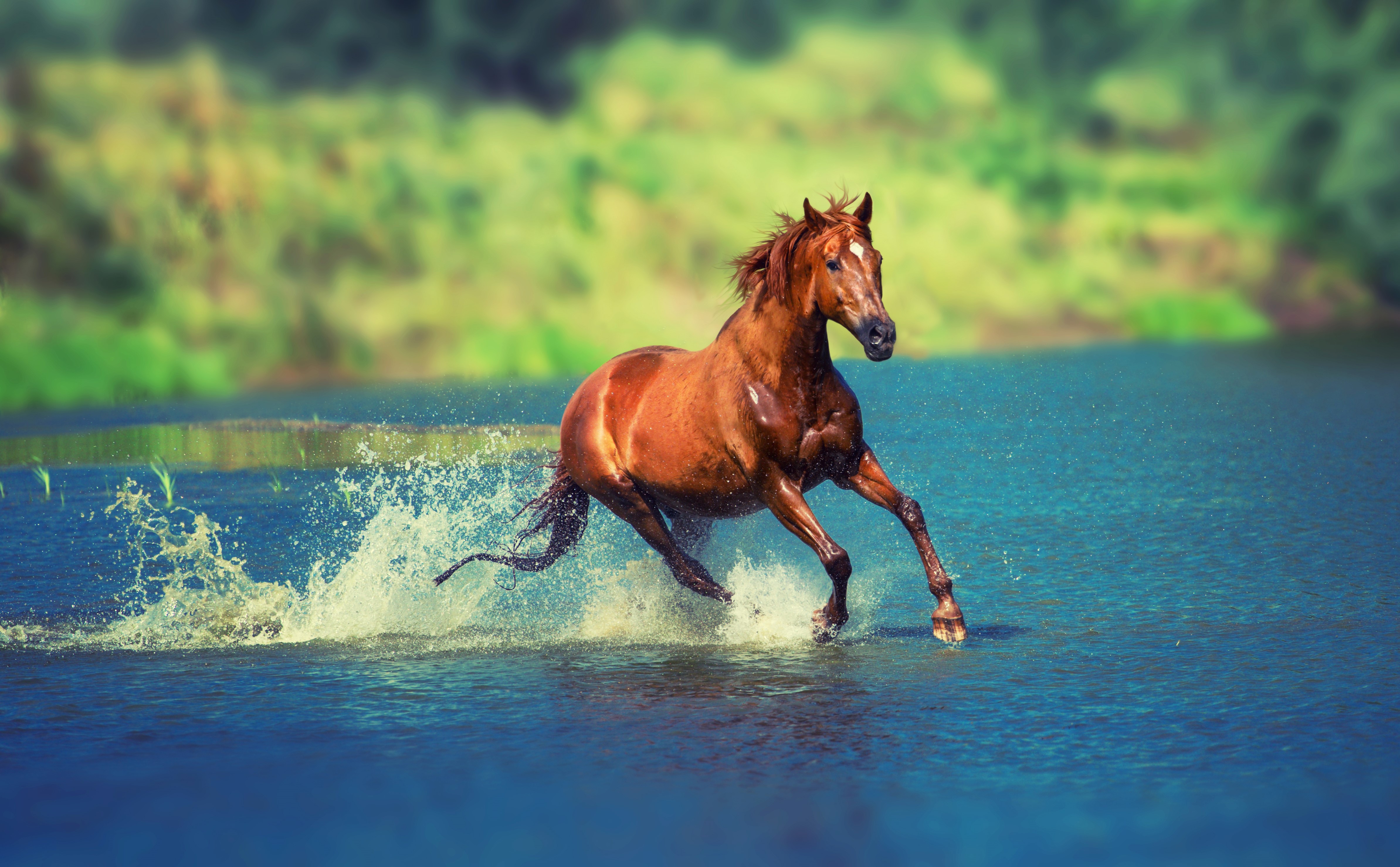 Brown horse running through water with splashes HD Wallpaper
