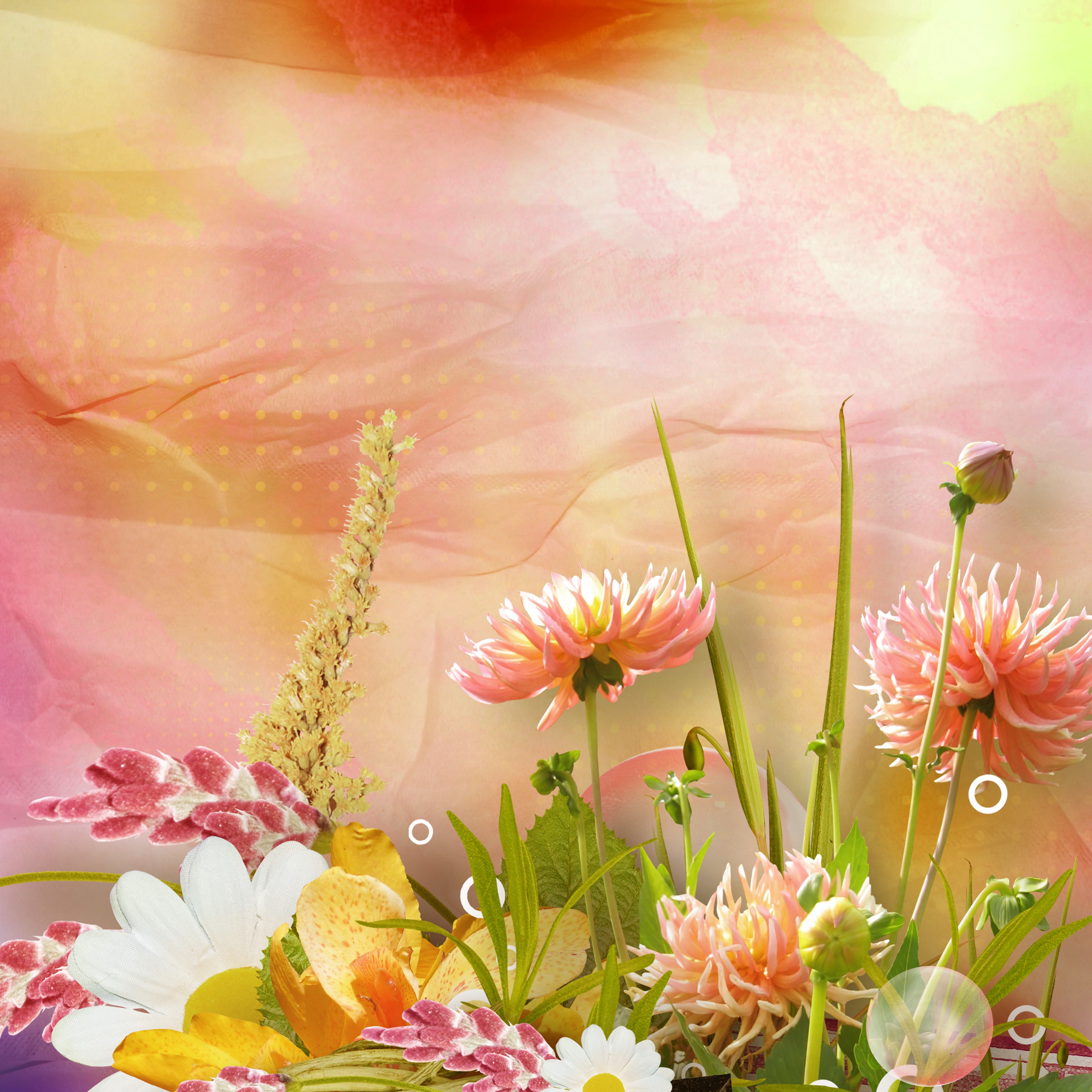 Dahlias and other flowers on a colorful background HD Wallpaper