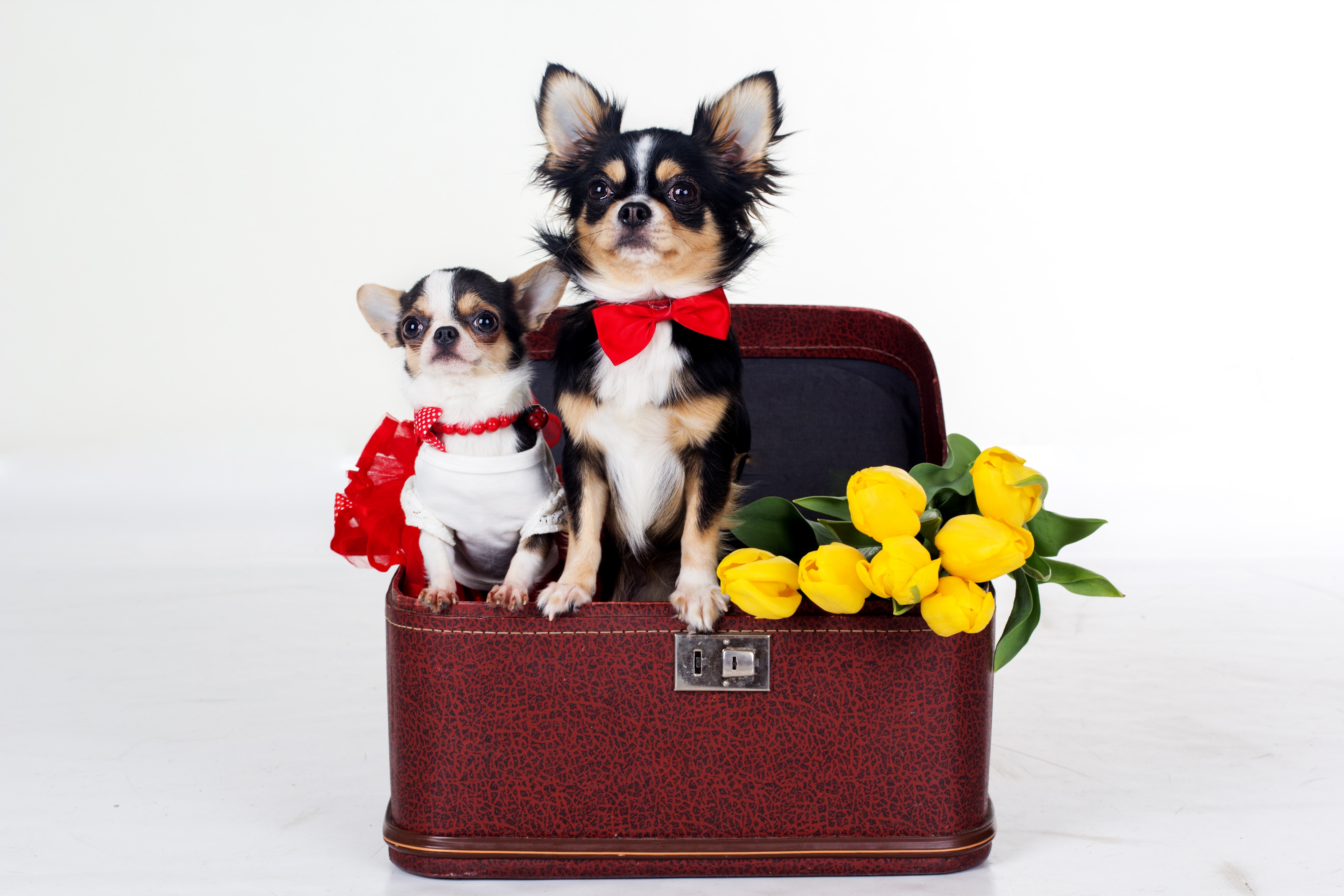Two Chihuahuas in a Suitcase with Tulips HD Wallpaper
