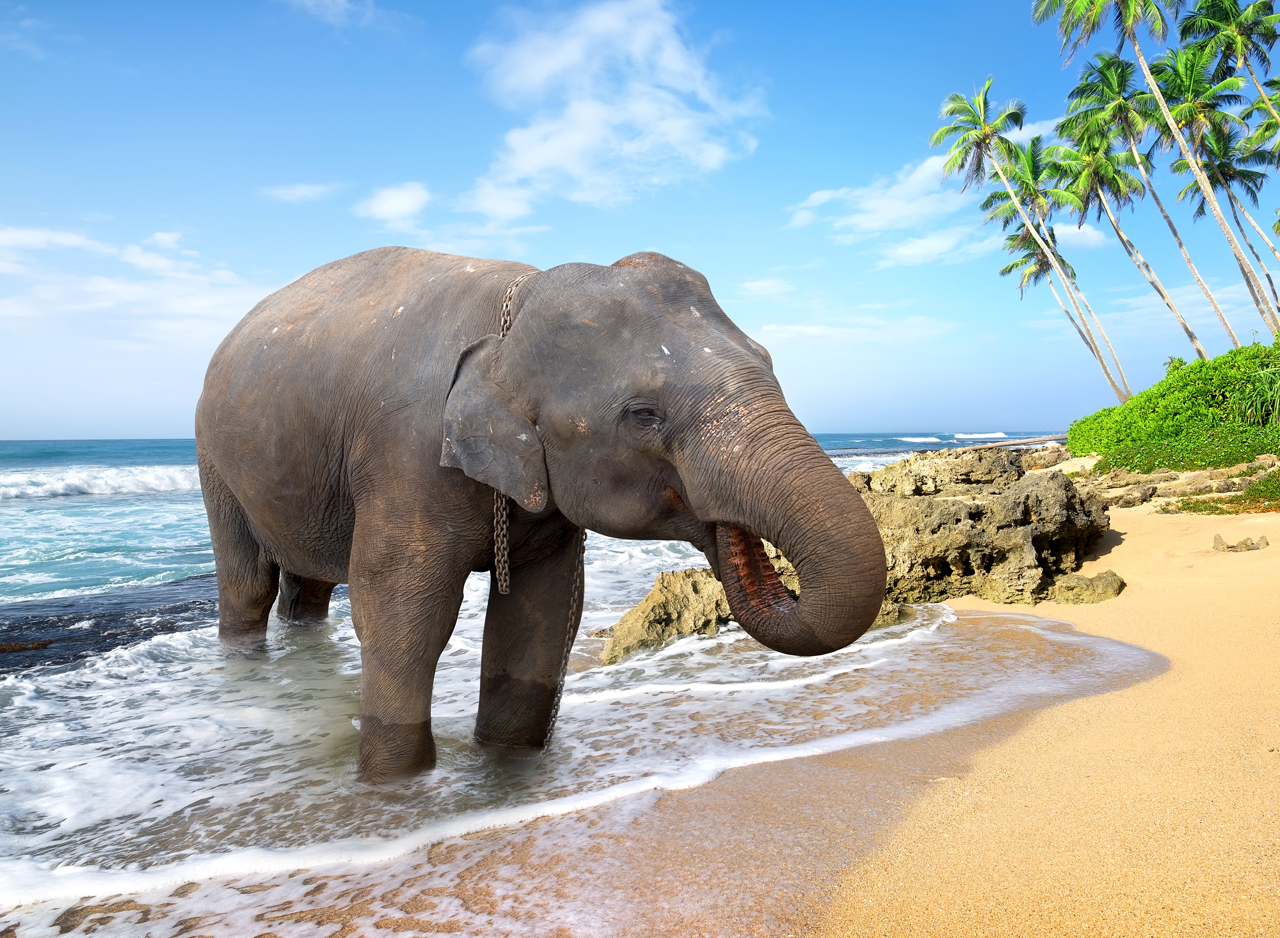 Elephant on a tropical beach HD Wallpaper