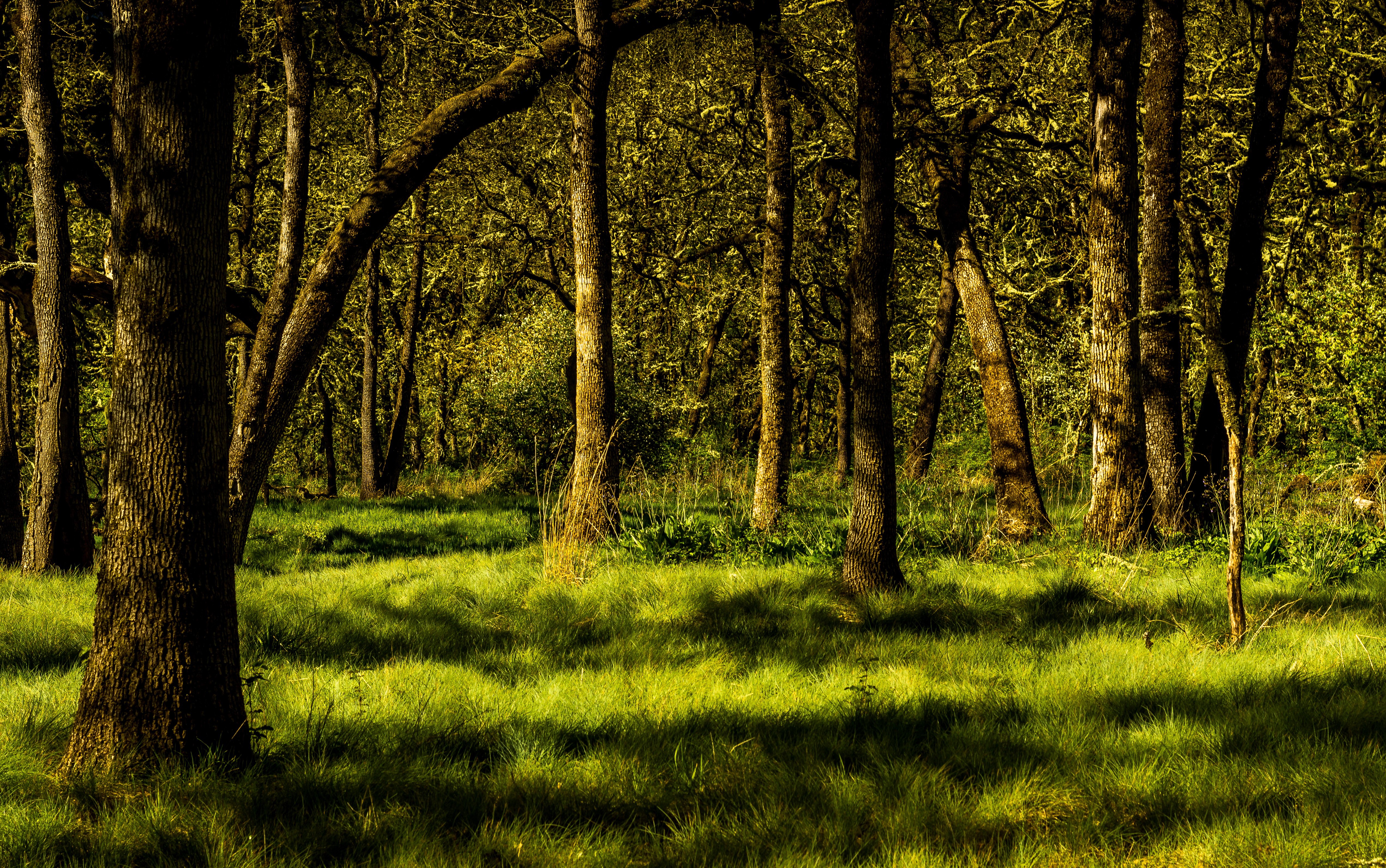 Forest with grass and trees HD Wallpaper
