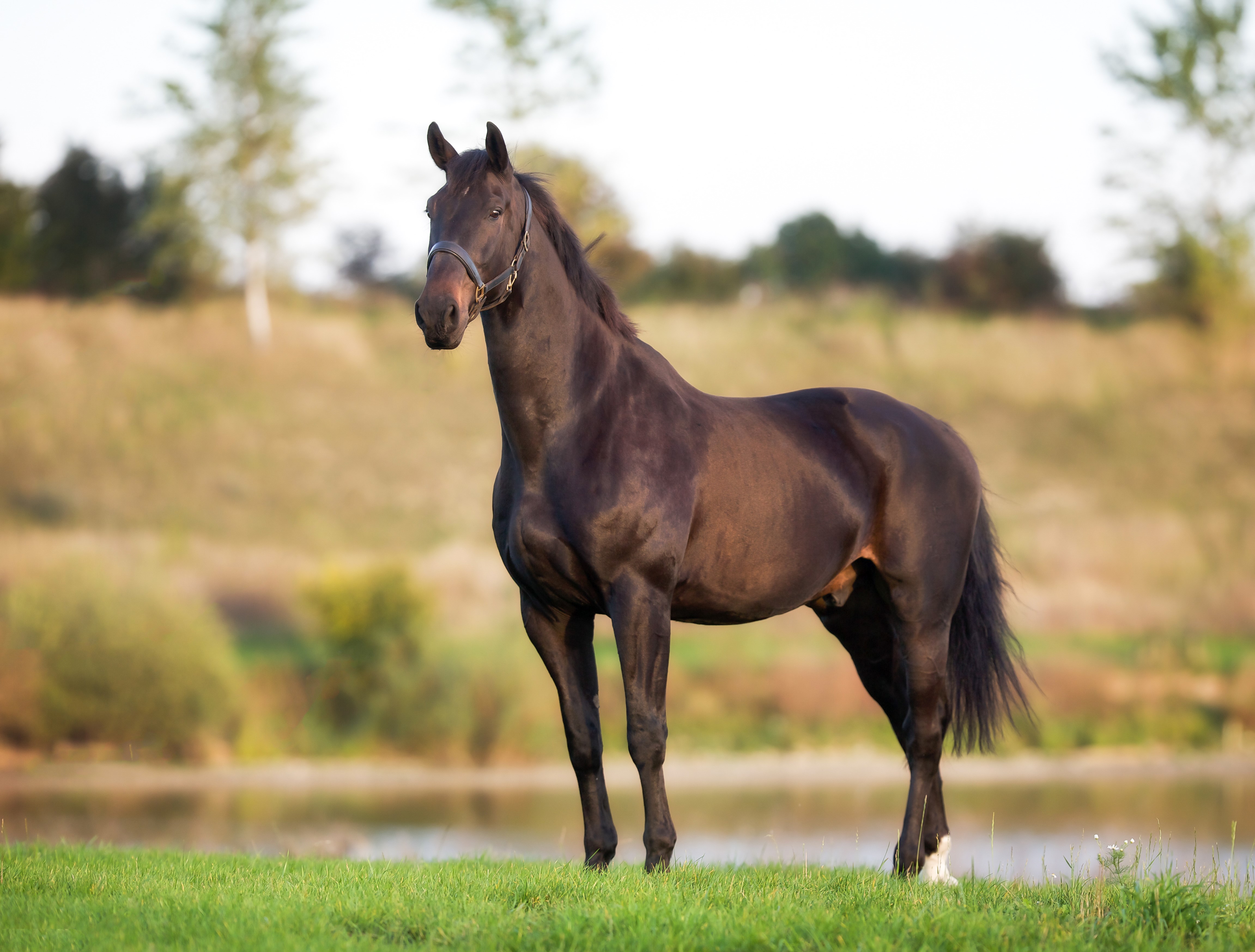 Dark brown horse standing in a field HD Wallpaper