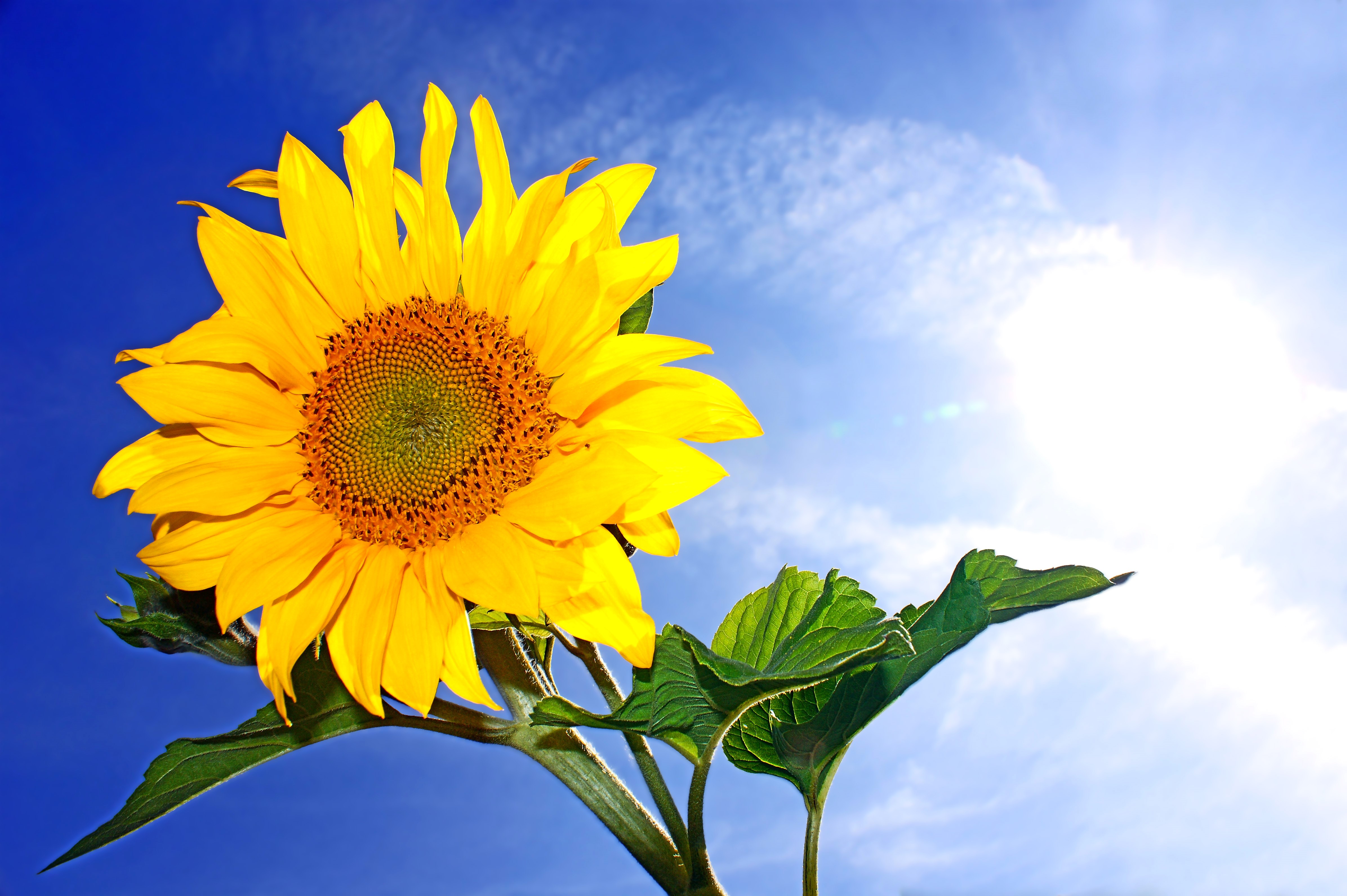Sunflower against a bright blue sky with sun HD Wallpaper